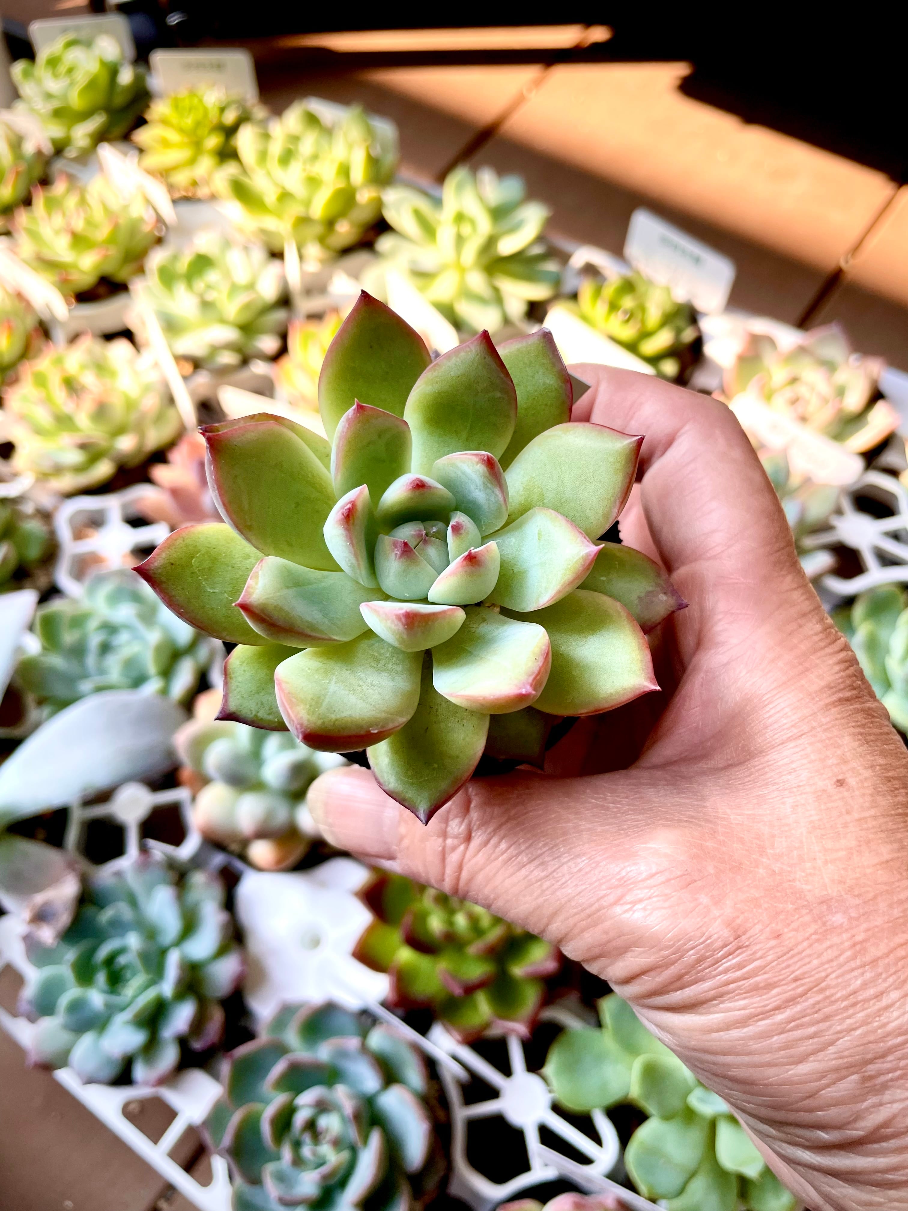 6㎝鉢 アブサンホワイト 抜き苗 多肉植物 凄まじい 6㎝鉢 アブサンホワイト 抜き苗 多肉植物 凄まじい