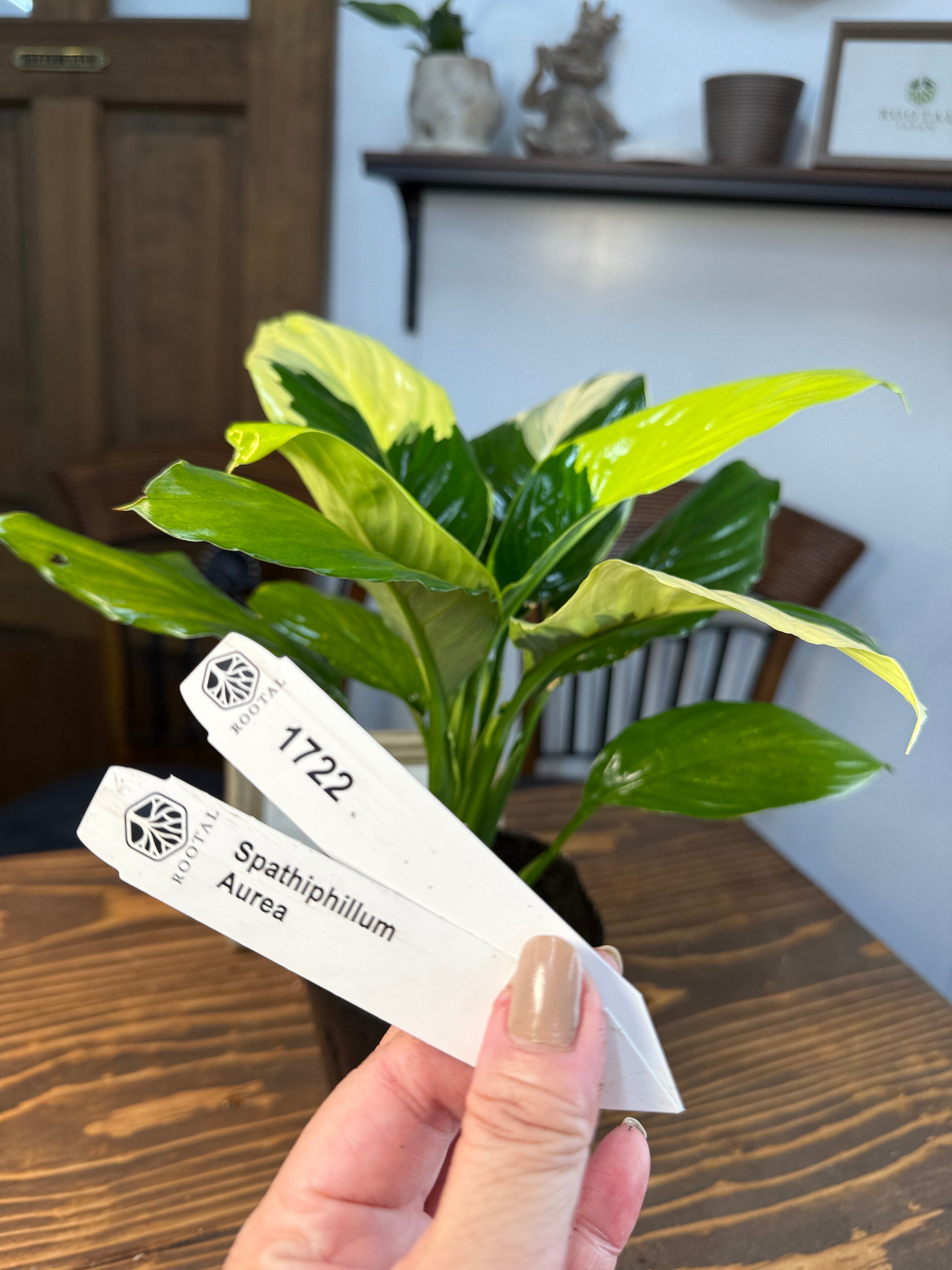 ★1722【国内初!】スパティーフィラム センセーション オーレアバリエガーター(4.5号ポット)