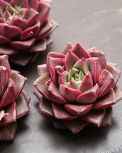 カット苗 フェレロローズ 【日本初上陸？！】 Echeveria 'Ferrole Rose'