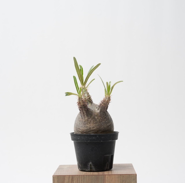 パキポディウム グラキリス no.5〈発根済み〉