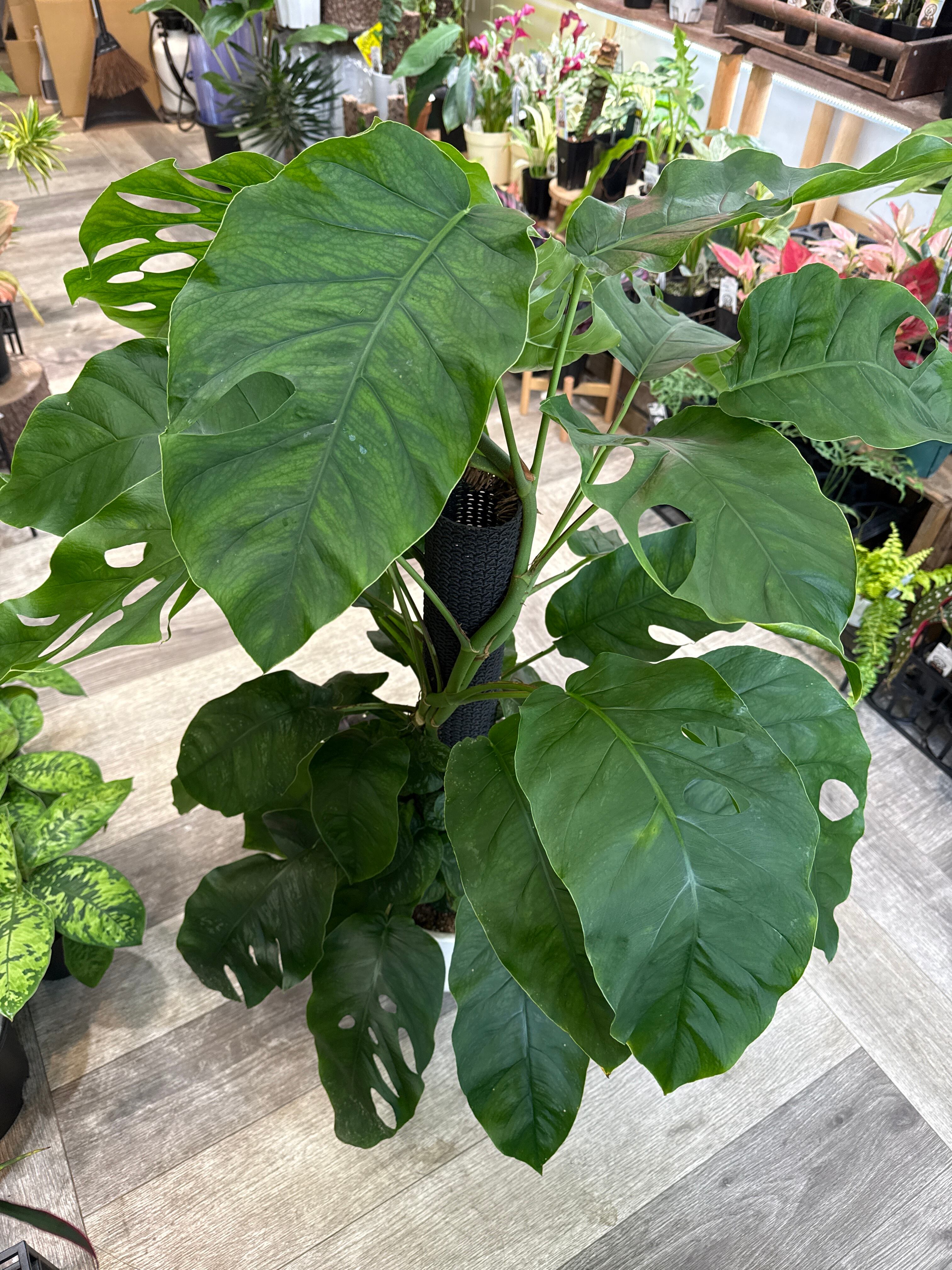 モンステラ デュビア 8号 | Gardenえん 【観葉熱帯植物・多肉植物】