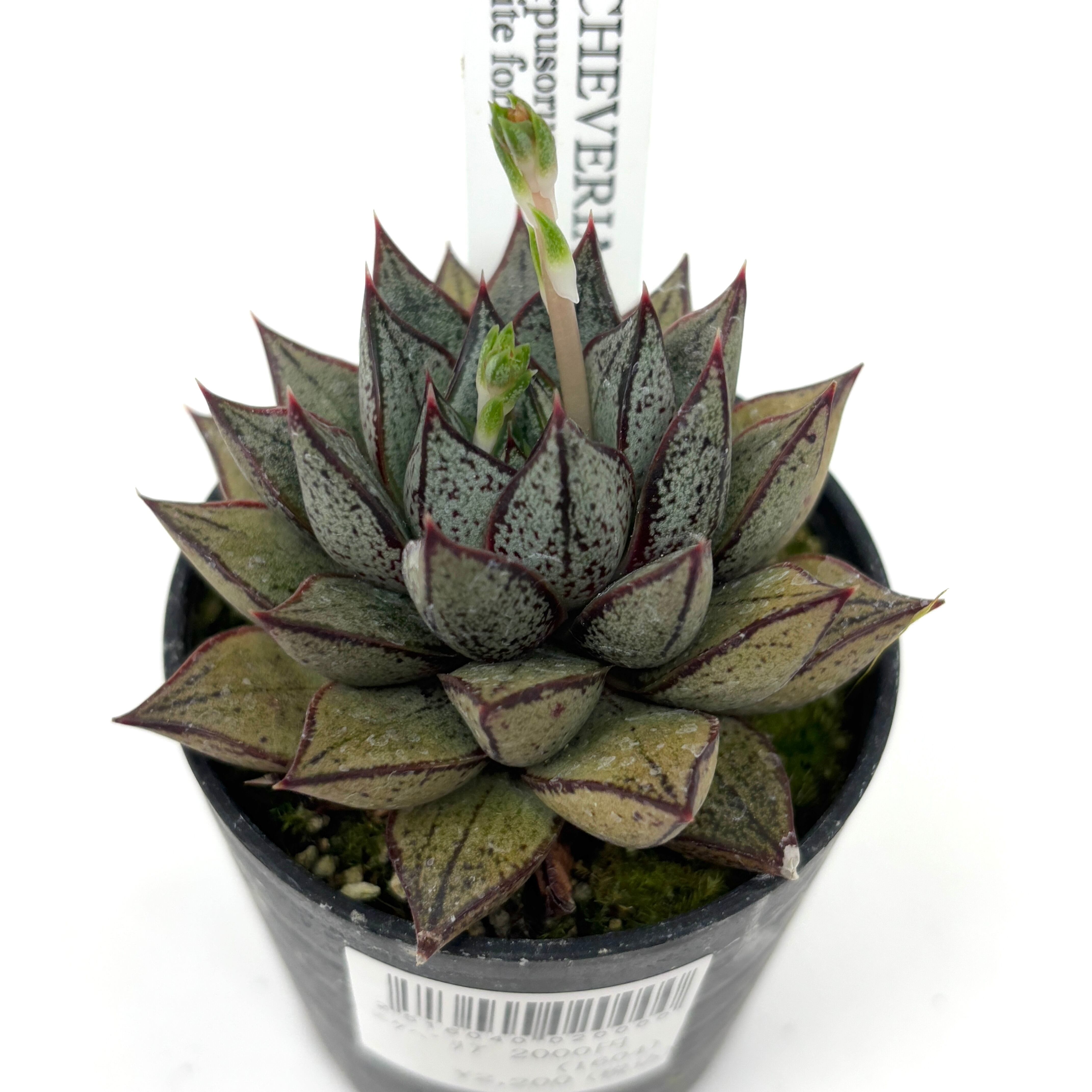 エケベリア パープソルム ホワイトフォーム【214】