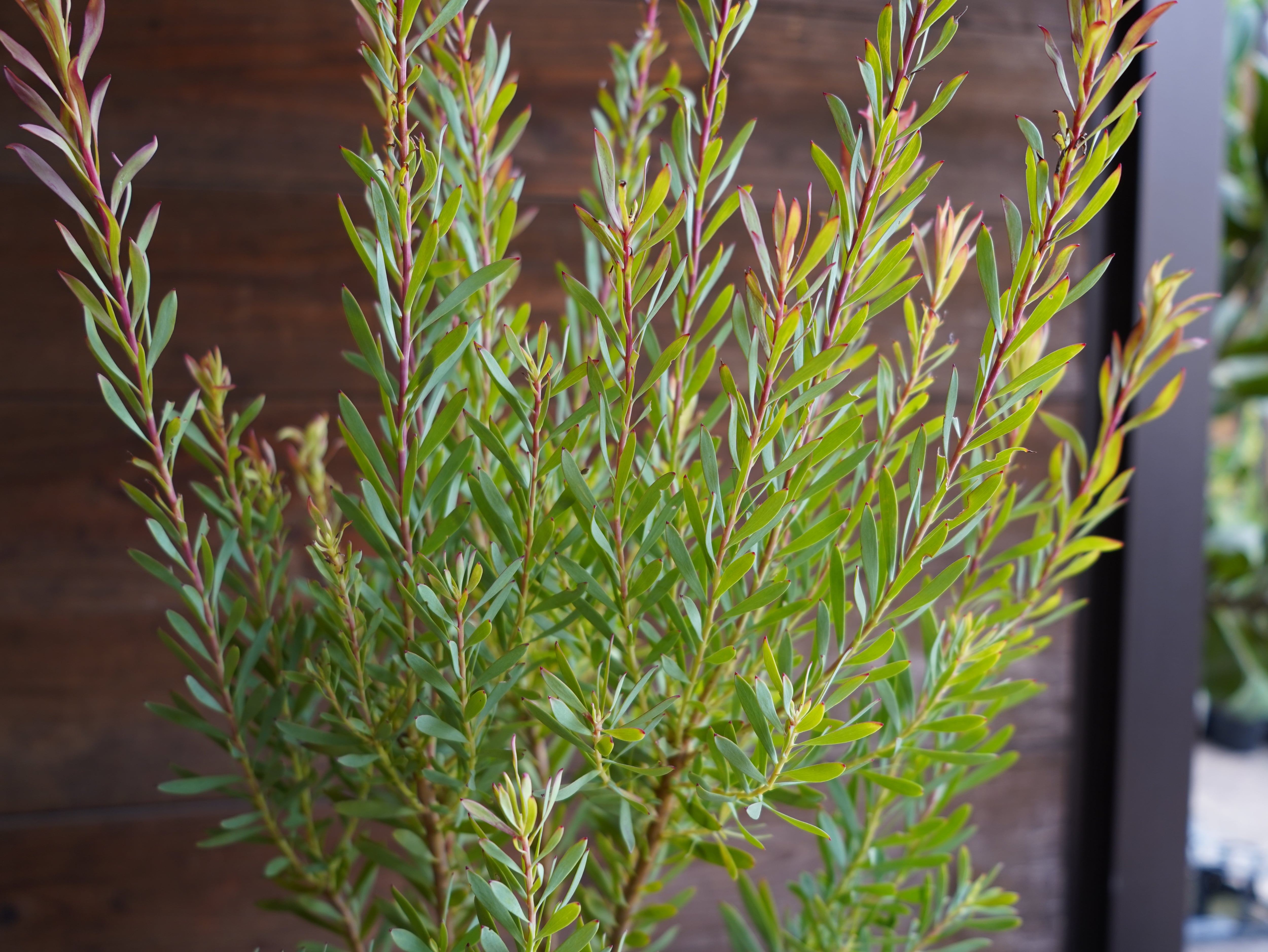 【現物】リューカデンドロン　”Harlequin”