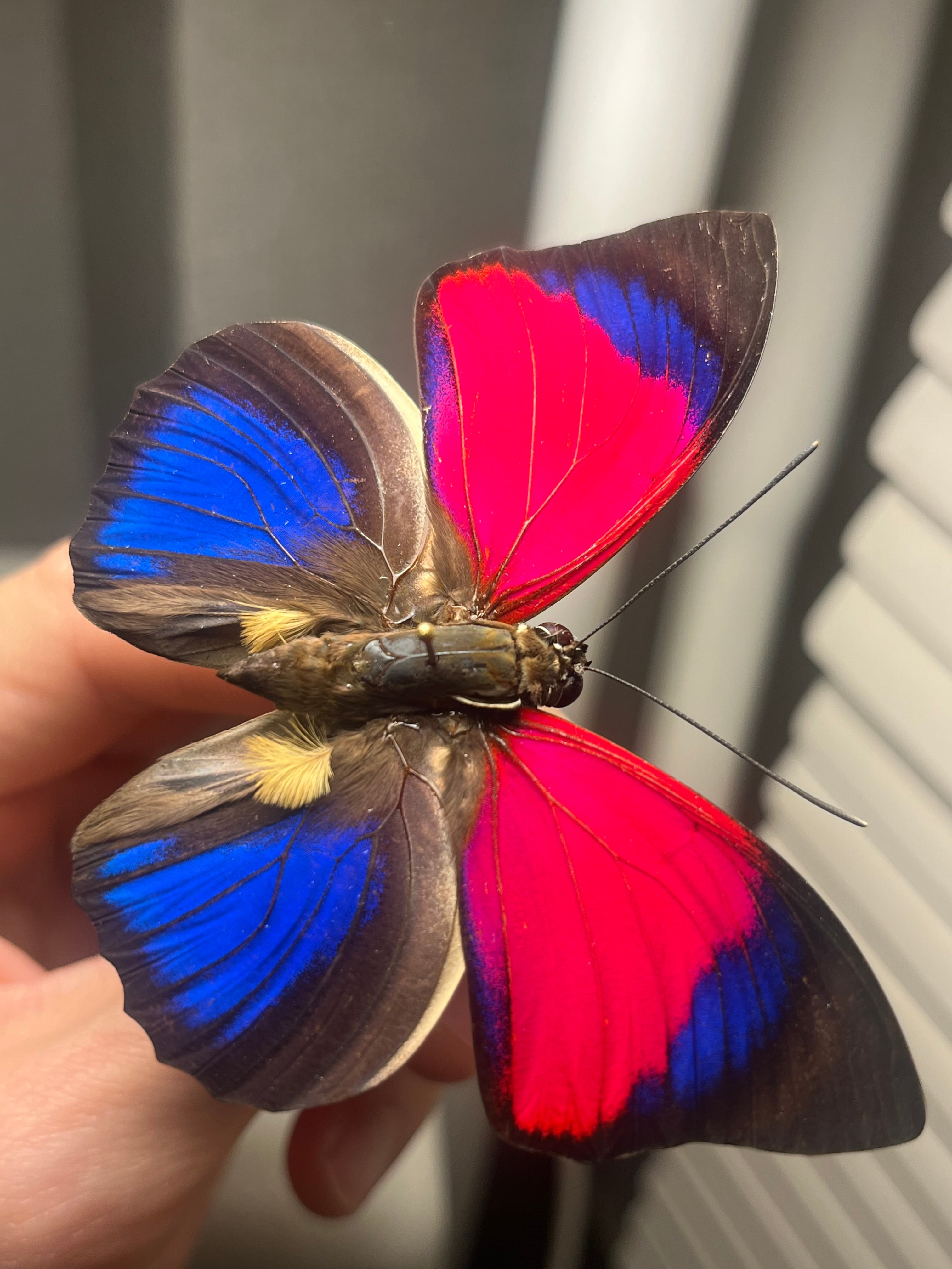 発光感有】アグリアスクラウディナサルダナパルス♂ ミイロタテハ 蝶