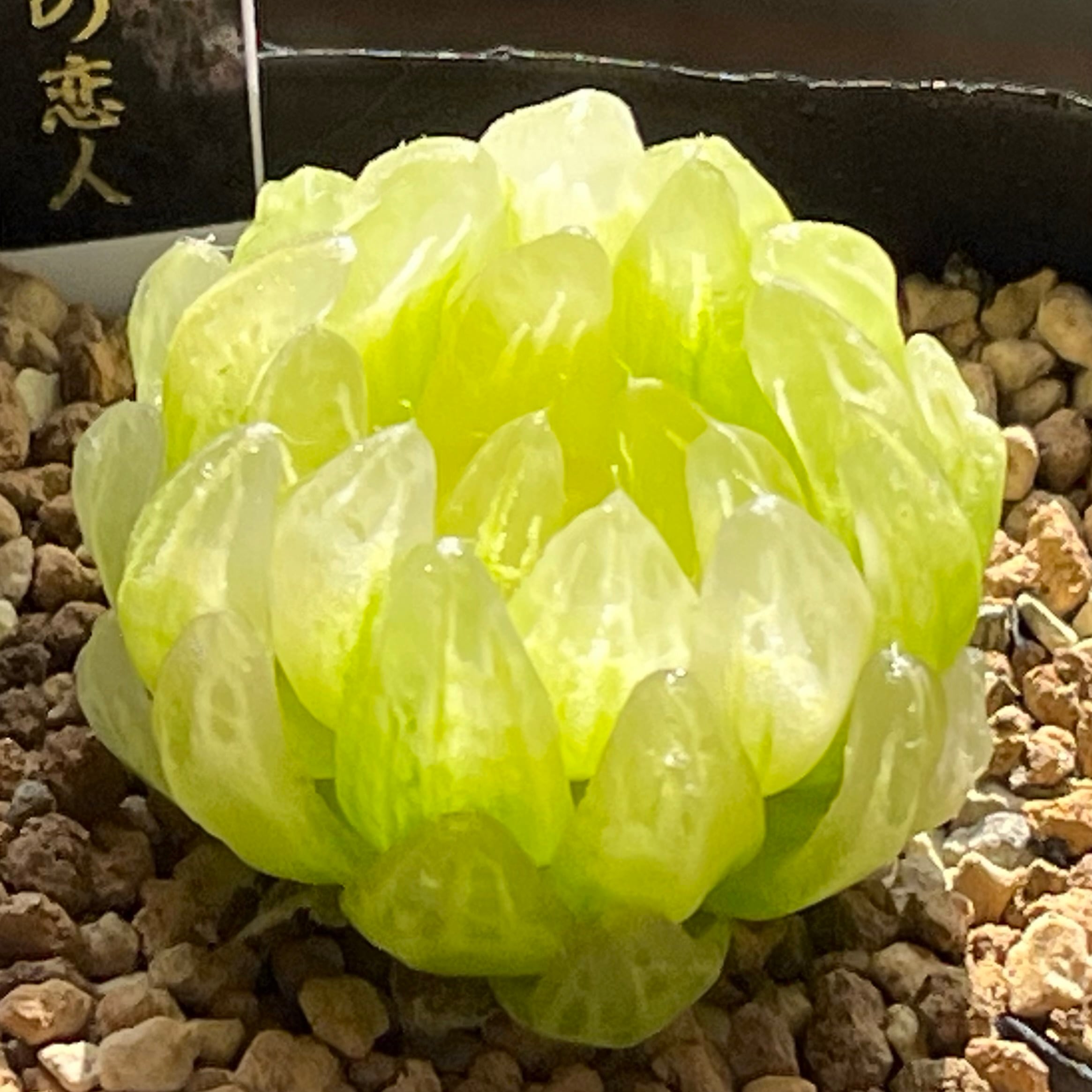 ハオルチア B型コンプトミュータント錦① | mocono_plants