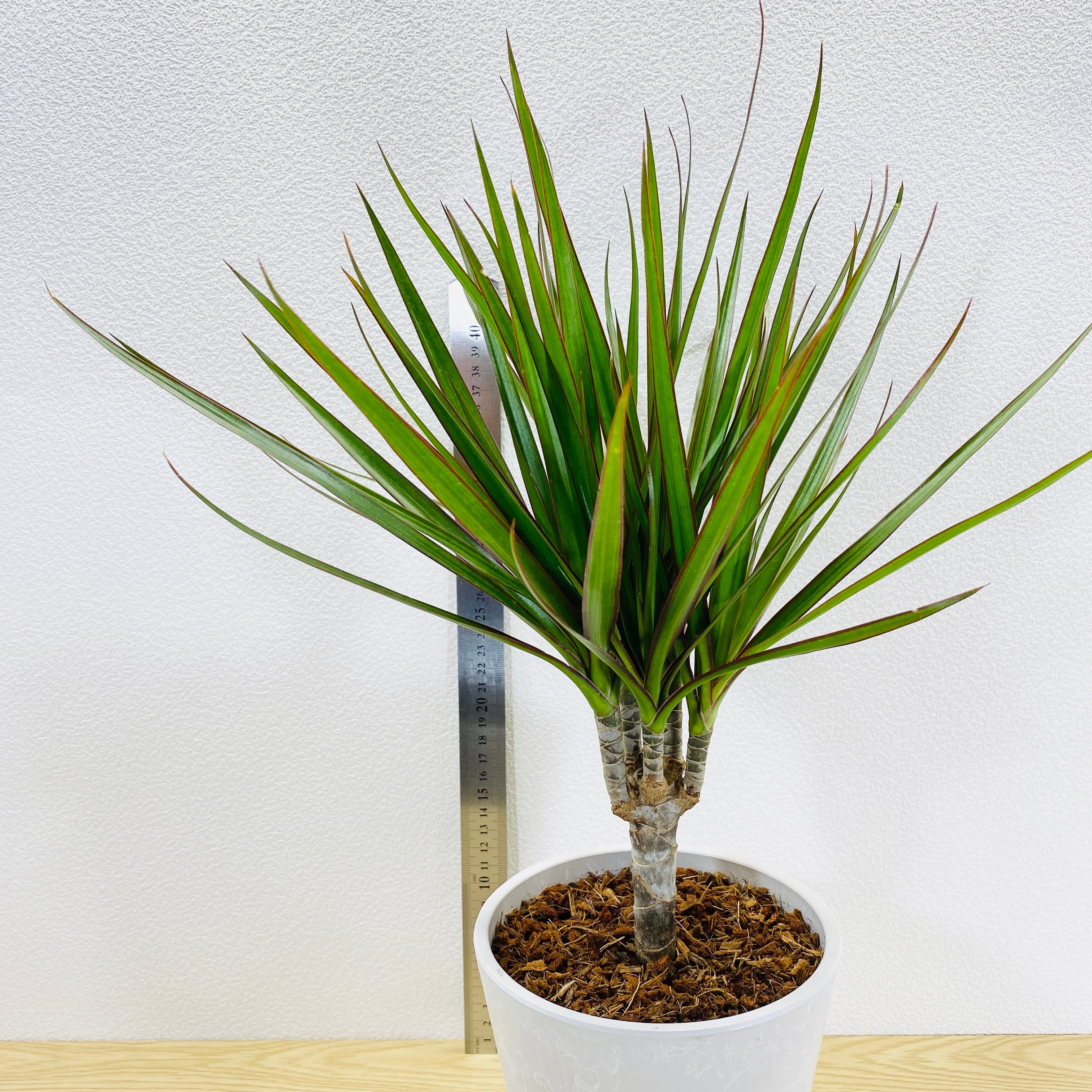 現品］18番 ドラセナ コンシンネ 曲がり 8号 観葉植物 大型 室内