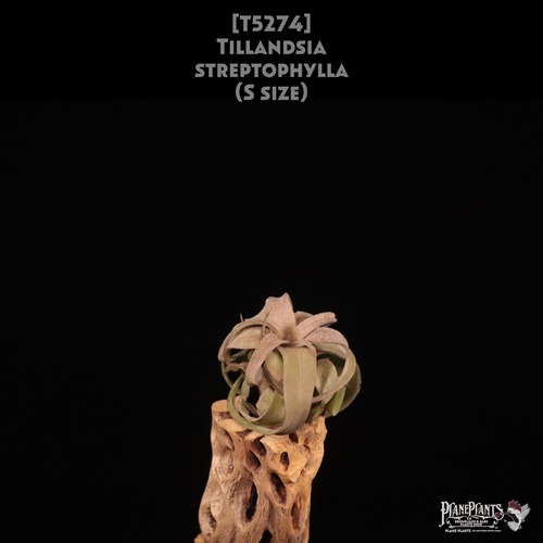 【送料無料】streptophylla S〔エアプランツ〕現品発送T5274
