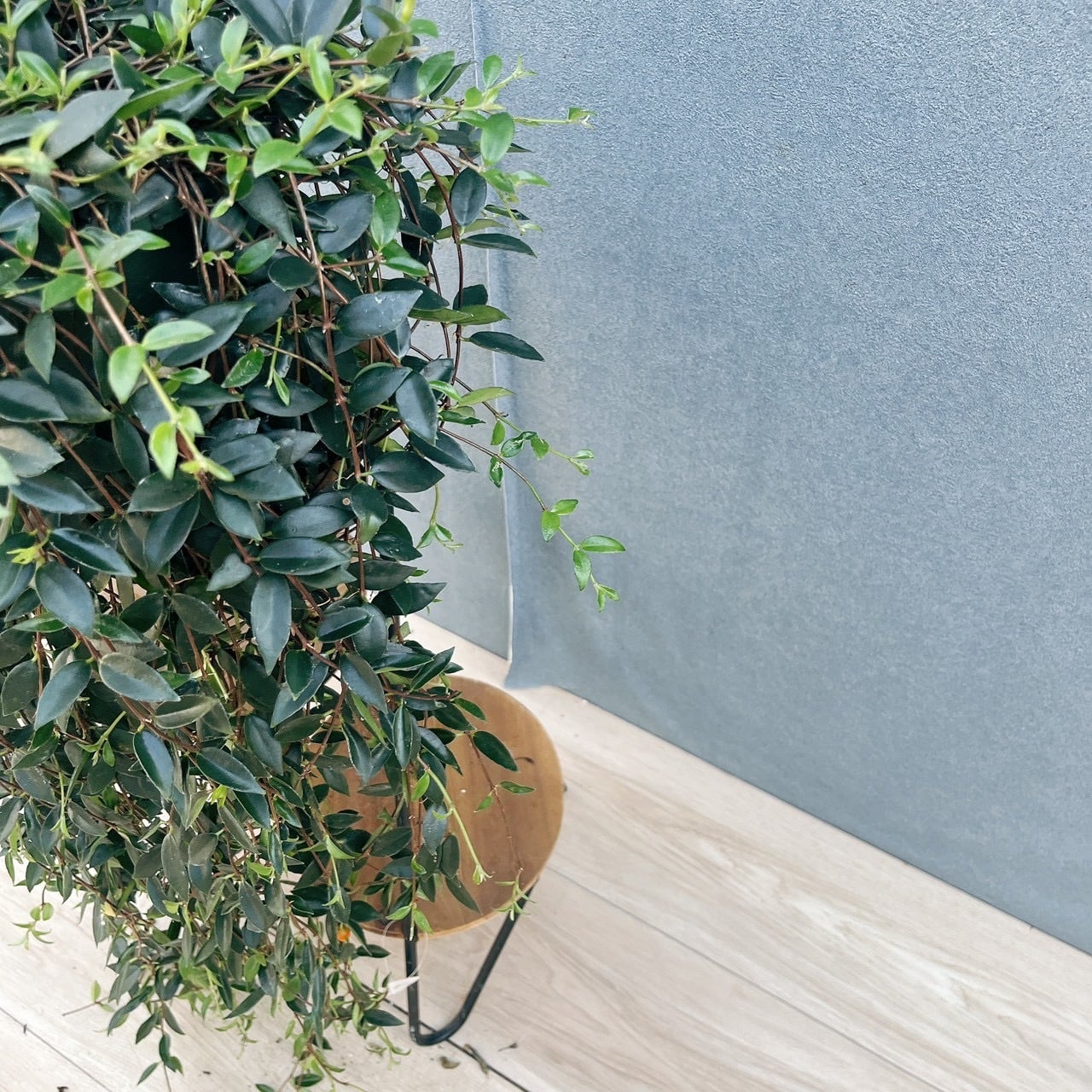 現品］80番 コドナンテ クラシフォリア 5号 観葉植物 吊り鉢