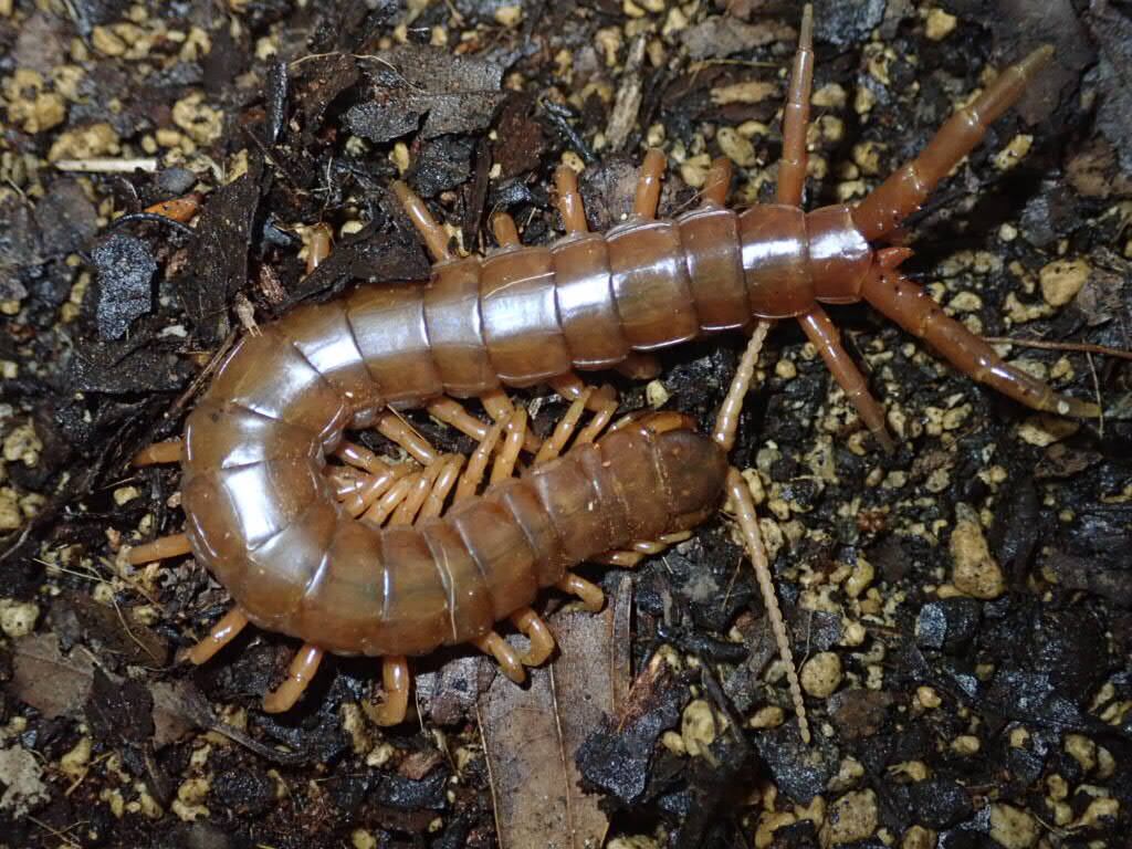 ベトナムジャイアントセンチピード | Bebe Rep. 奇蟲部門