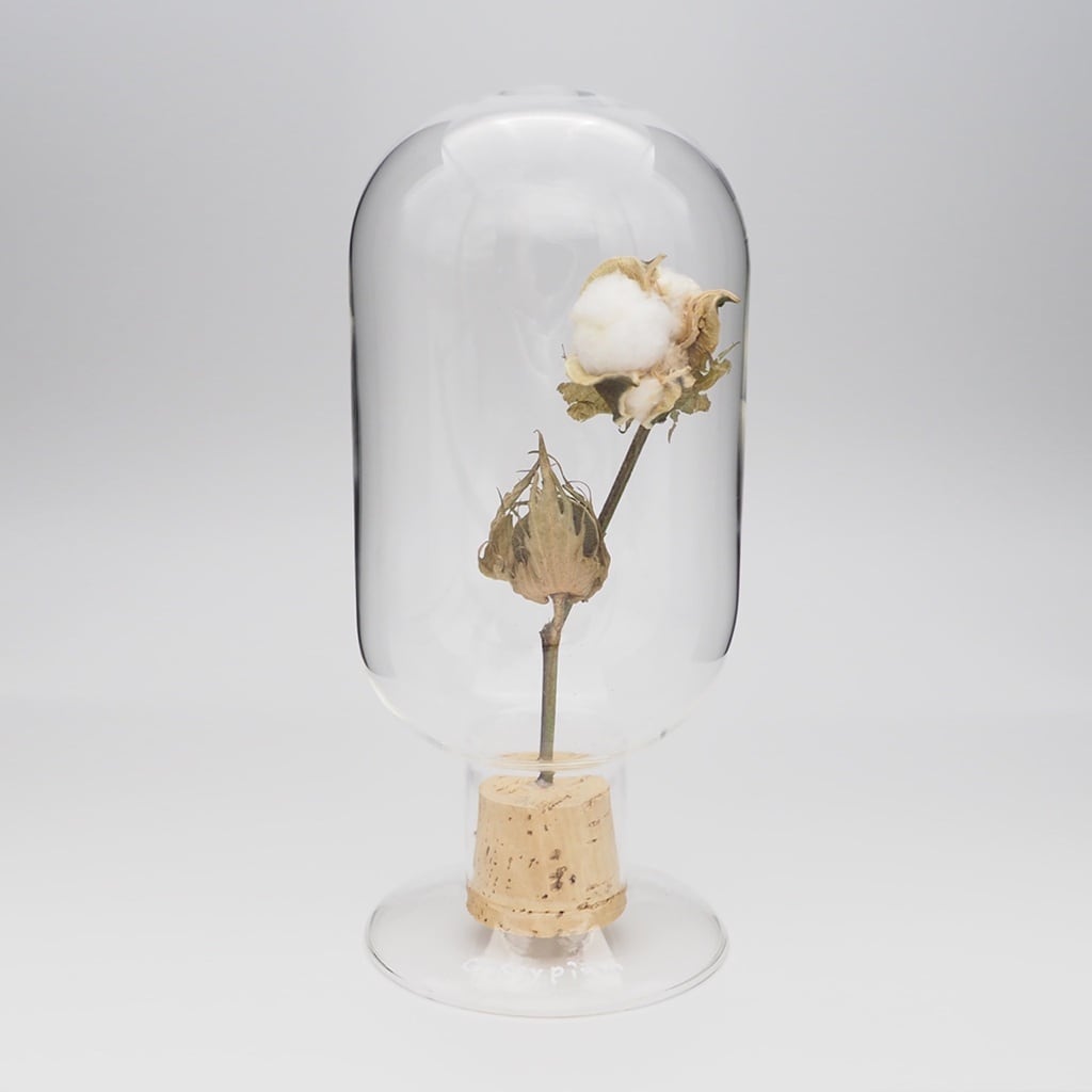 Glass Dome Object/ Gossypium