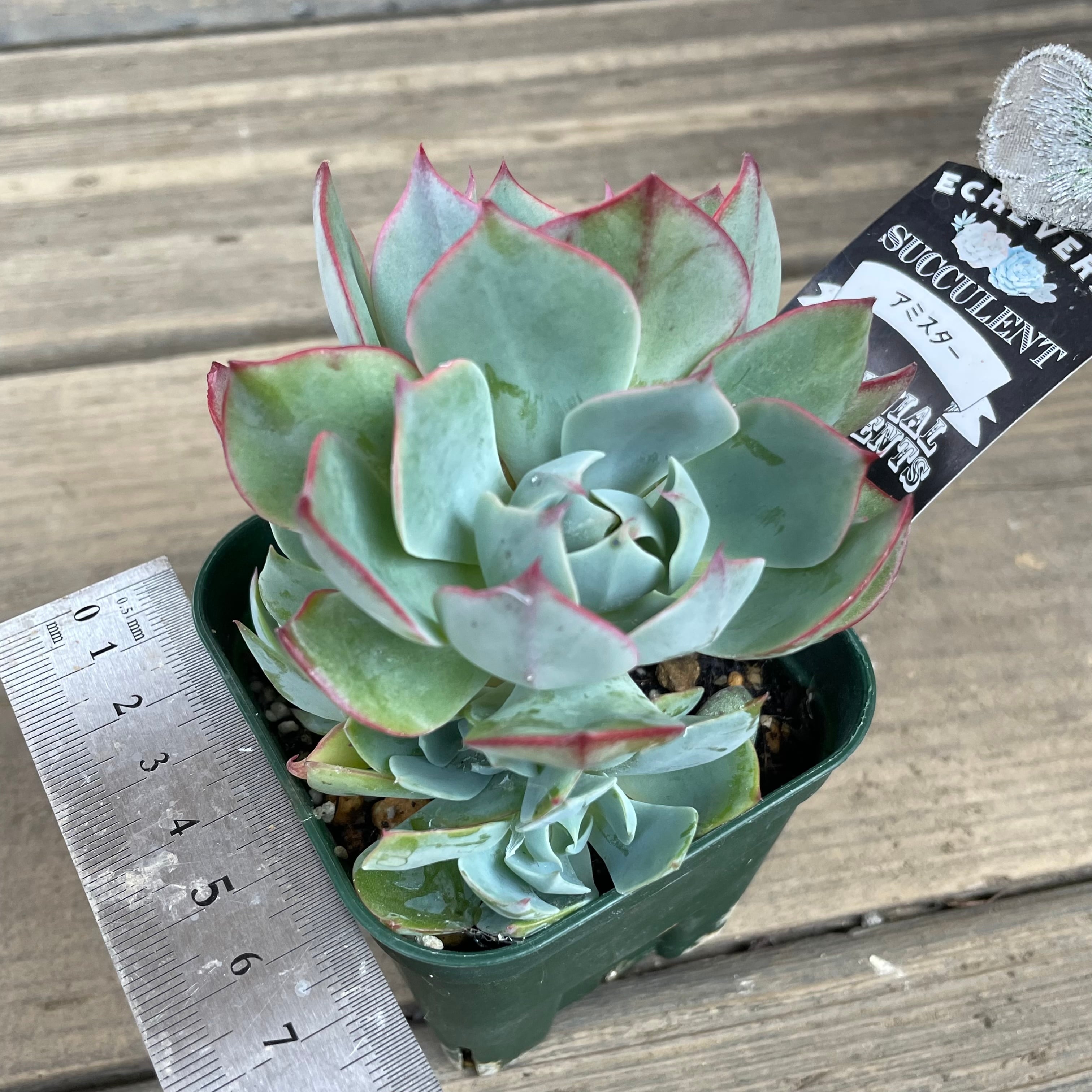 アミスター | RuPo 多肉植物専門店