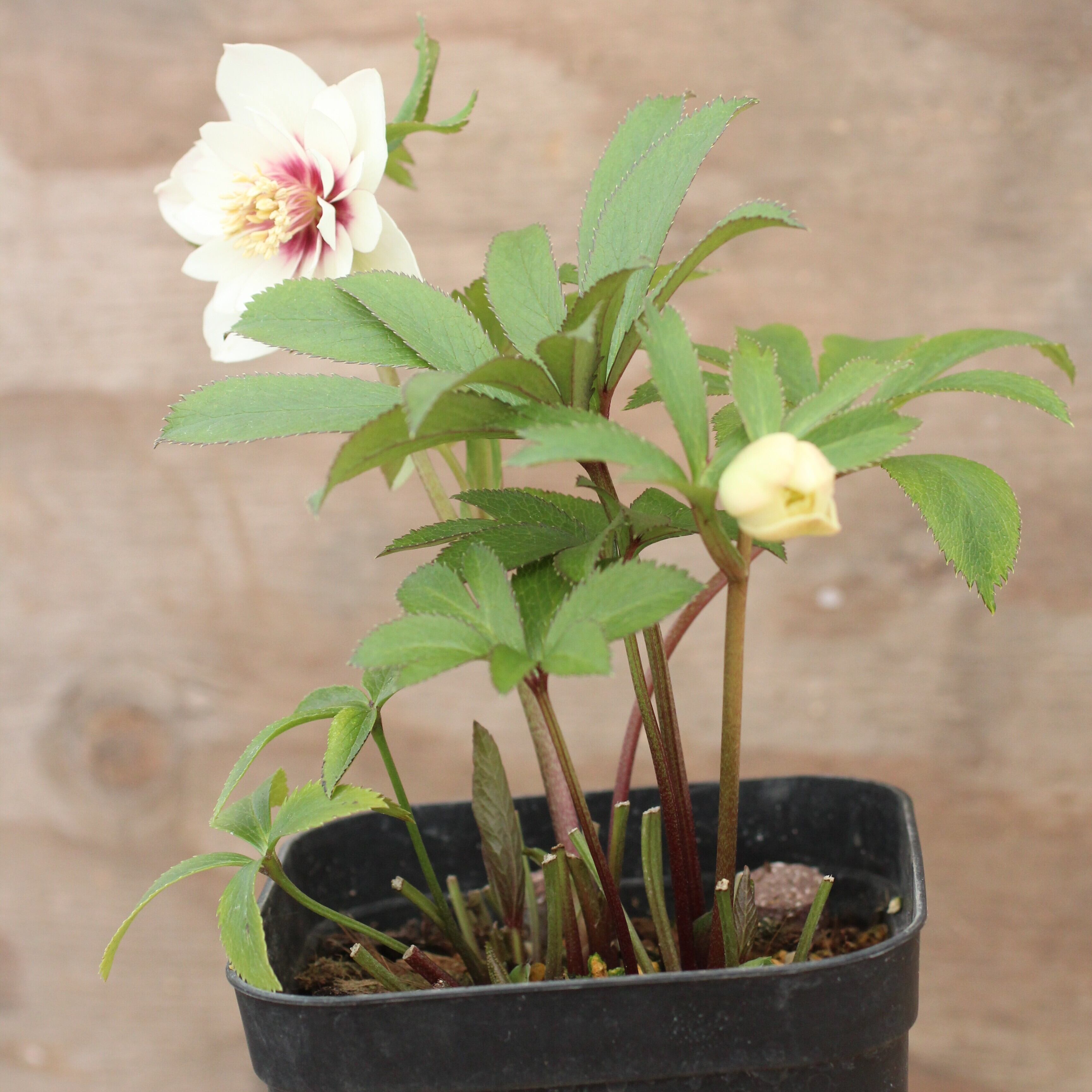 花 ron 美品/2025SS/定価4.2万】ロンハーマン Ron Herman *フラワーエンブロイ