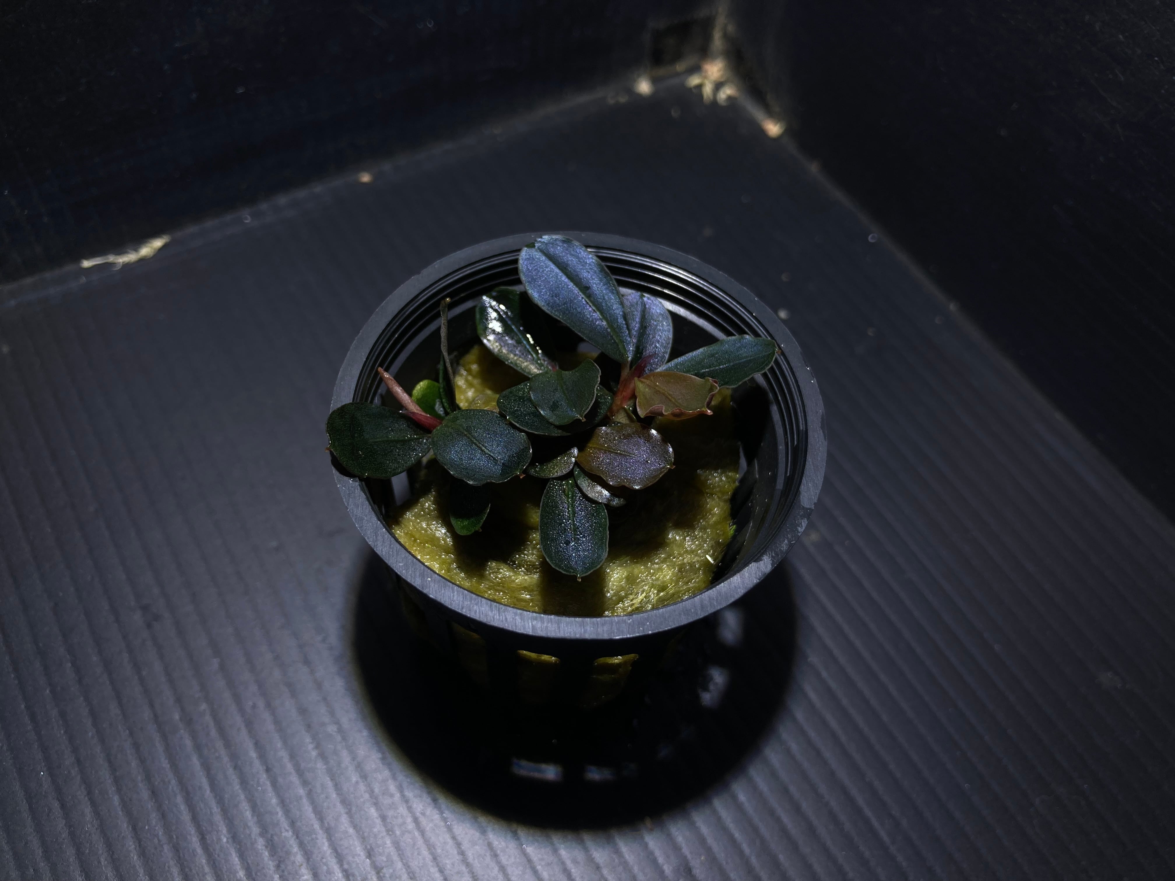 けむ ブセファランドラ sp.Tebakang、ララズ ☆ブセファランドラ sp.