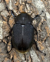 《ヘラクレス・ヘラクレス 139mm ペア》