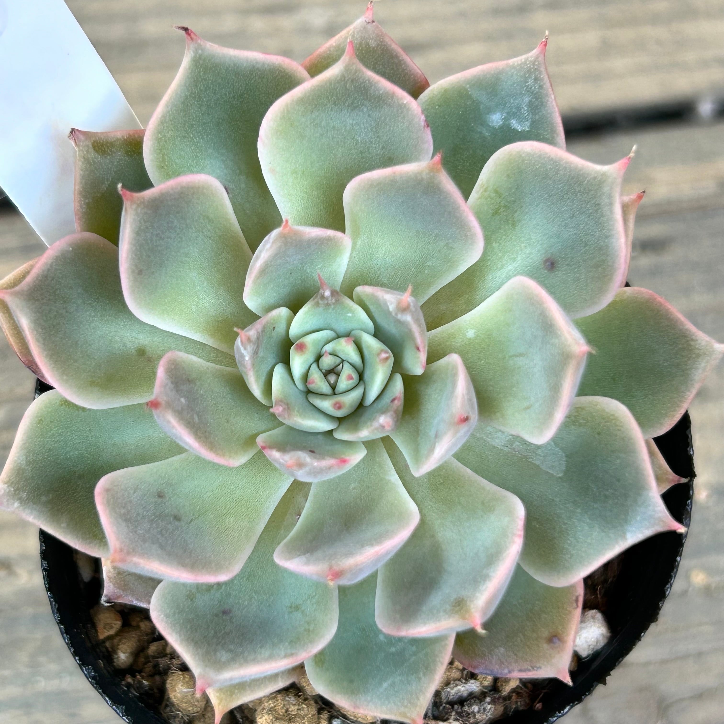 マーガレットレッピン | RuPo 多肉植物専門店