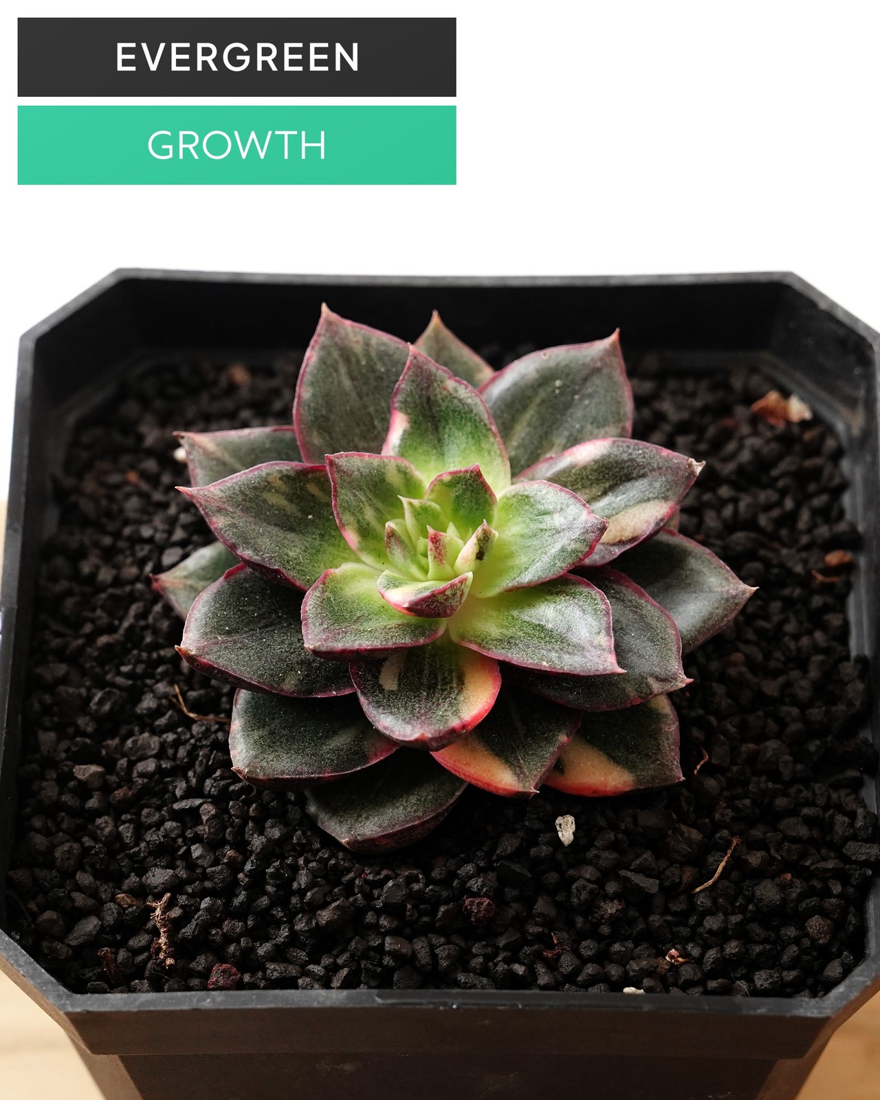 一部発根済カット苗 モノケロテス錦 M Echeveria 'Monocerotis'