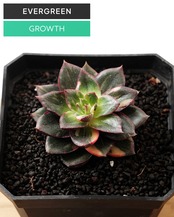 一部発根済カット苗 モノケロテス錦 M Echeveria 'Monocerotis'