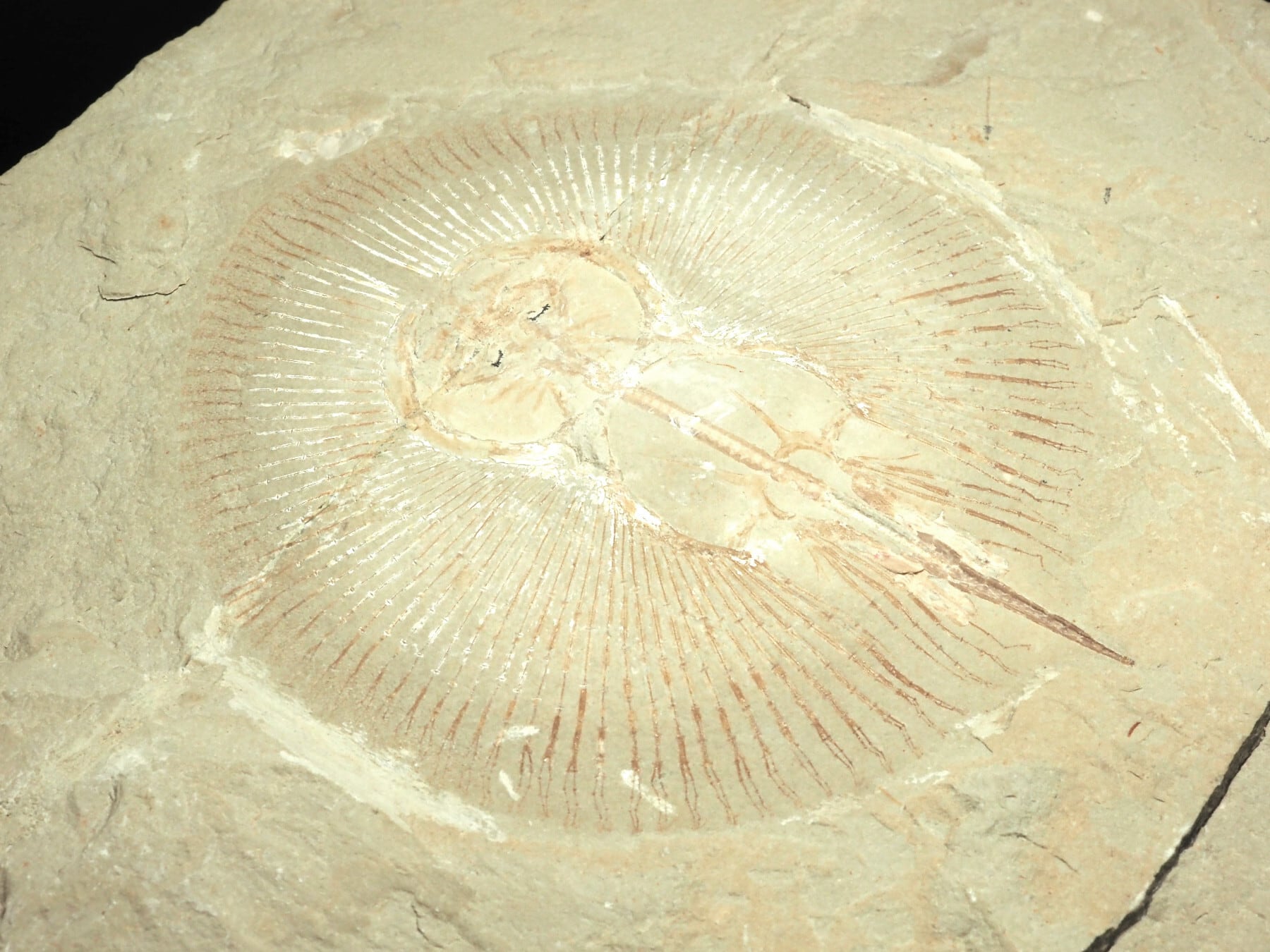 エイの化石【Cyclobatis major】【1876g】レバノン共和国産/魚/サメ