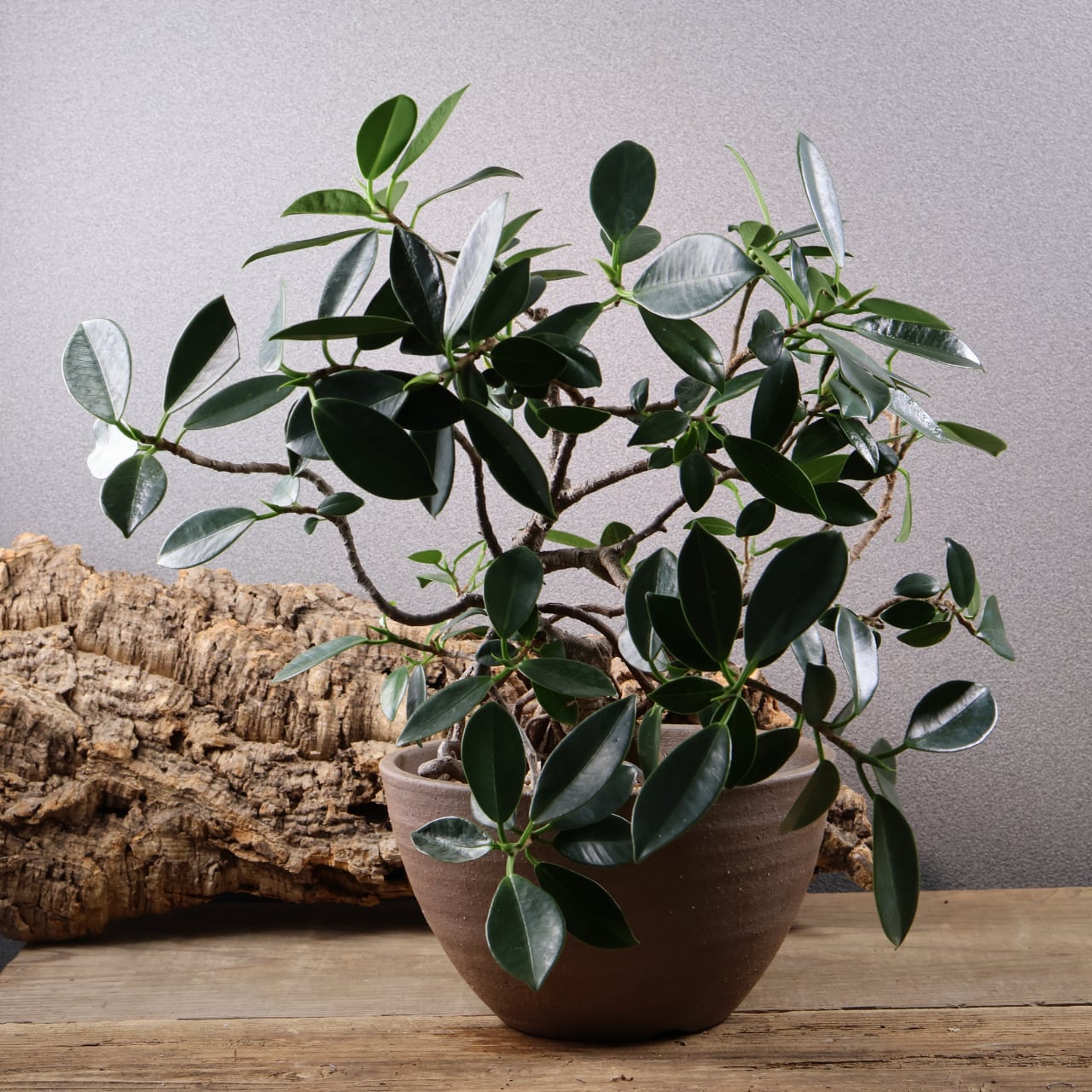 【中古】 光と植物 P. hillii 'Fujin' 子株をヤフオク出品中です プロフィールのリンク