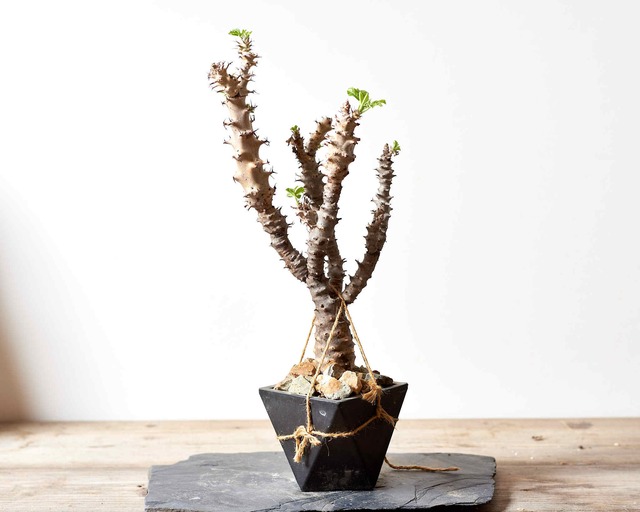 ヤトロファフィッシスピナ jatropha fissispina