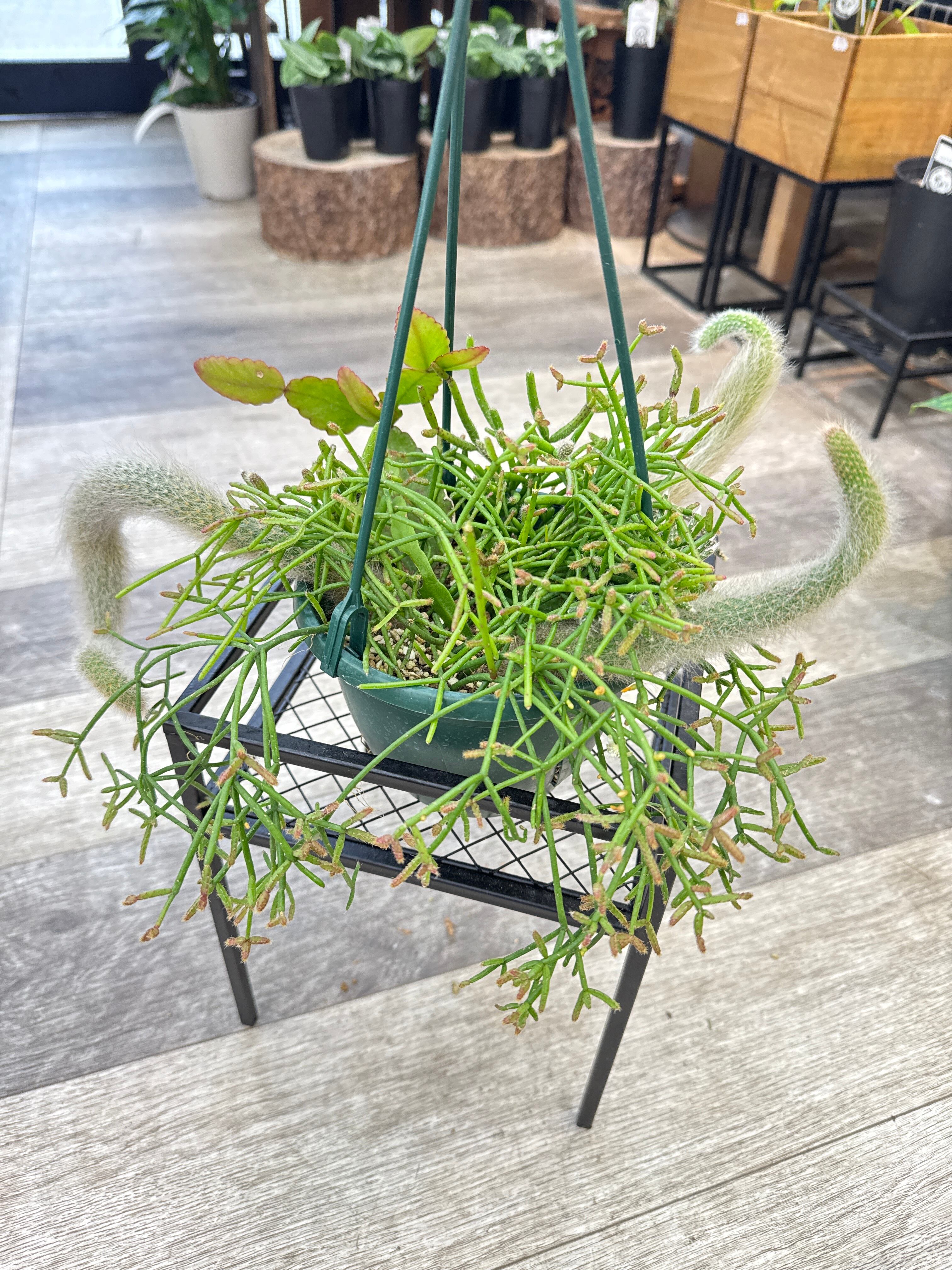 リプサリス②　抜き苗 リプサリス 抜き苗 多肉植物 - メルカリ