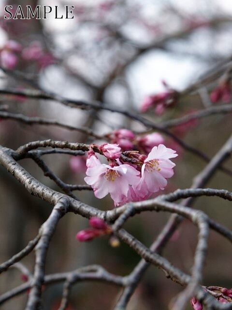 八坂神社　梅　JPEG