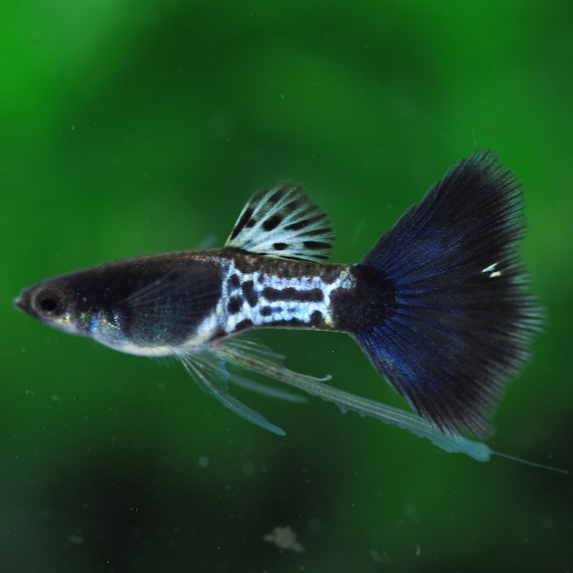 メタルブラックテールリボン　若魚1カルテット(国産グッピー)