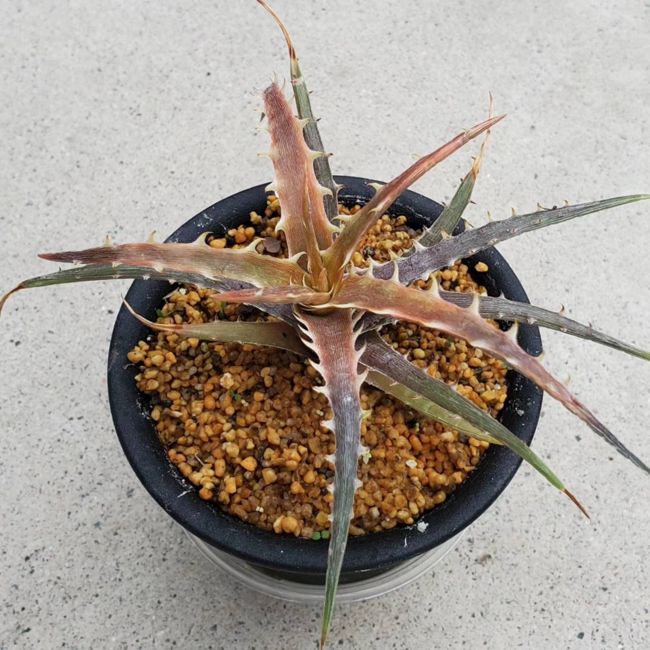 大人気 本物 原種 ディッキア Dyckia incana (nana) ⑵