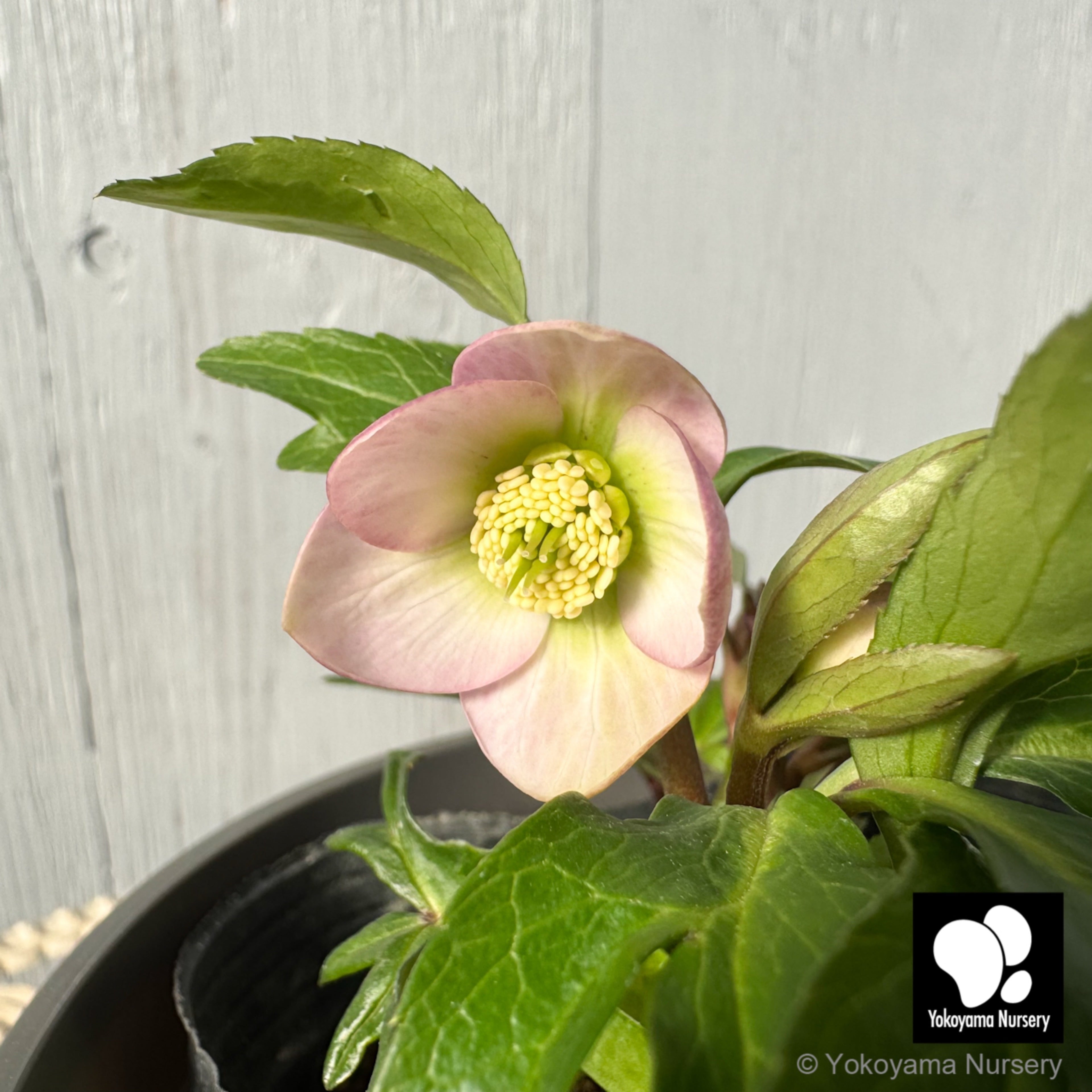 Y⭐︎M クリスマスローズ 小苗 セット クリスマスローズ | 横山園芸 Yokoyama Nursery｜公式オンライン