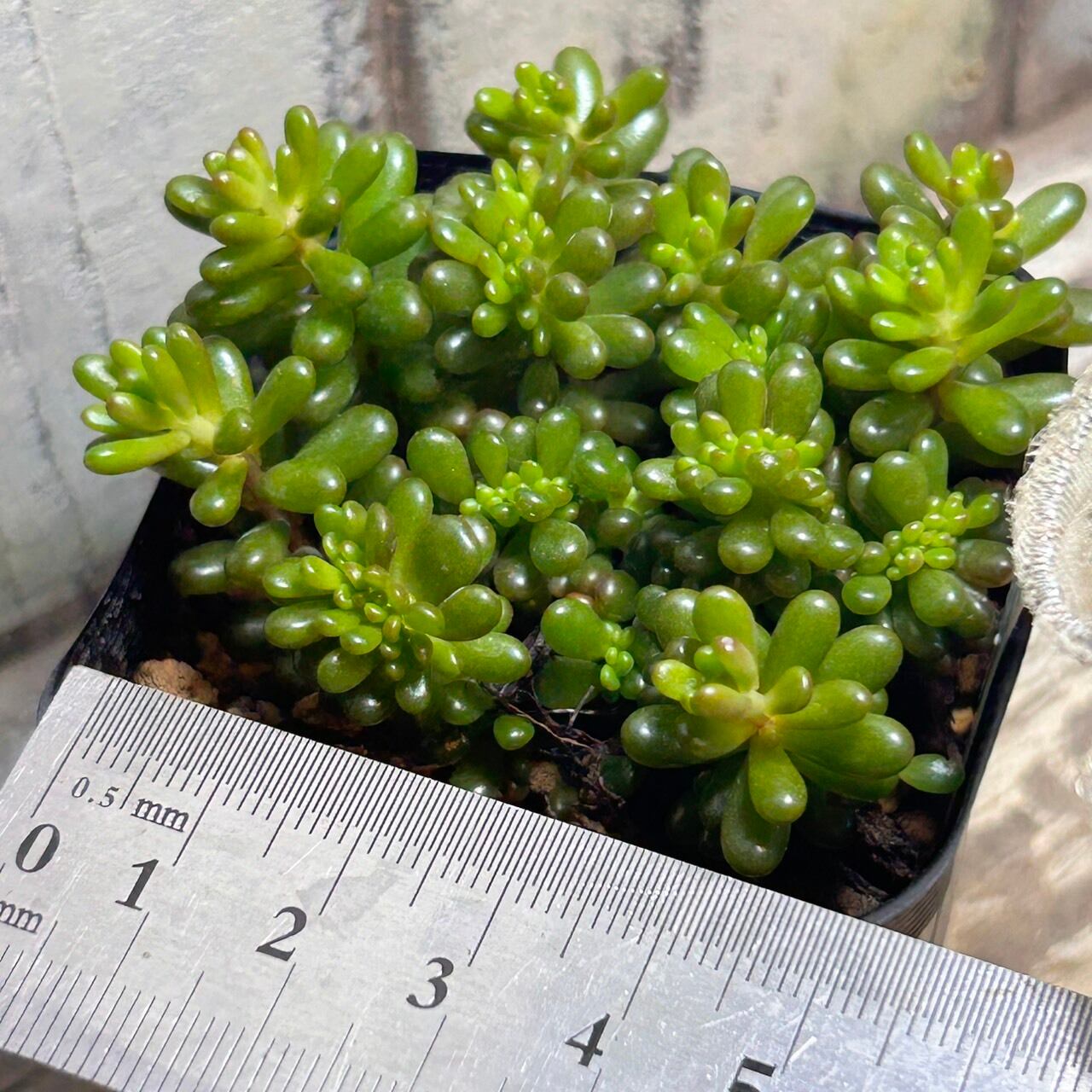 レッドベリー綴化 | RuPo 多肉植物専門店