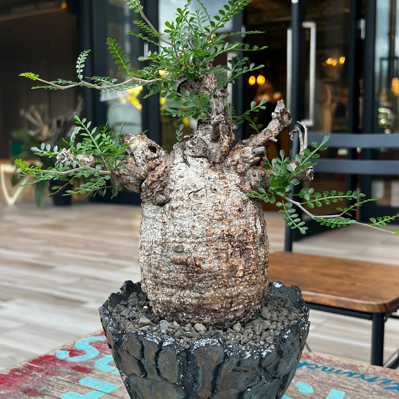 31. オペルクリカリア パキプス 鉢セット 【発根済】