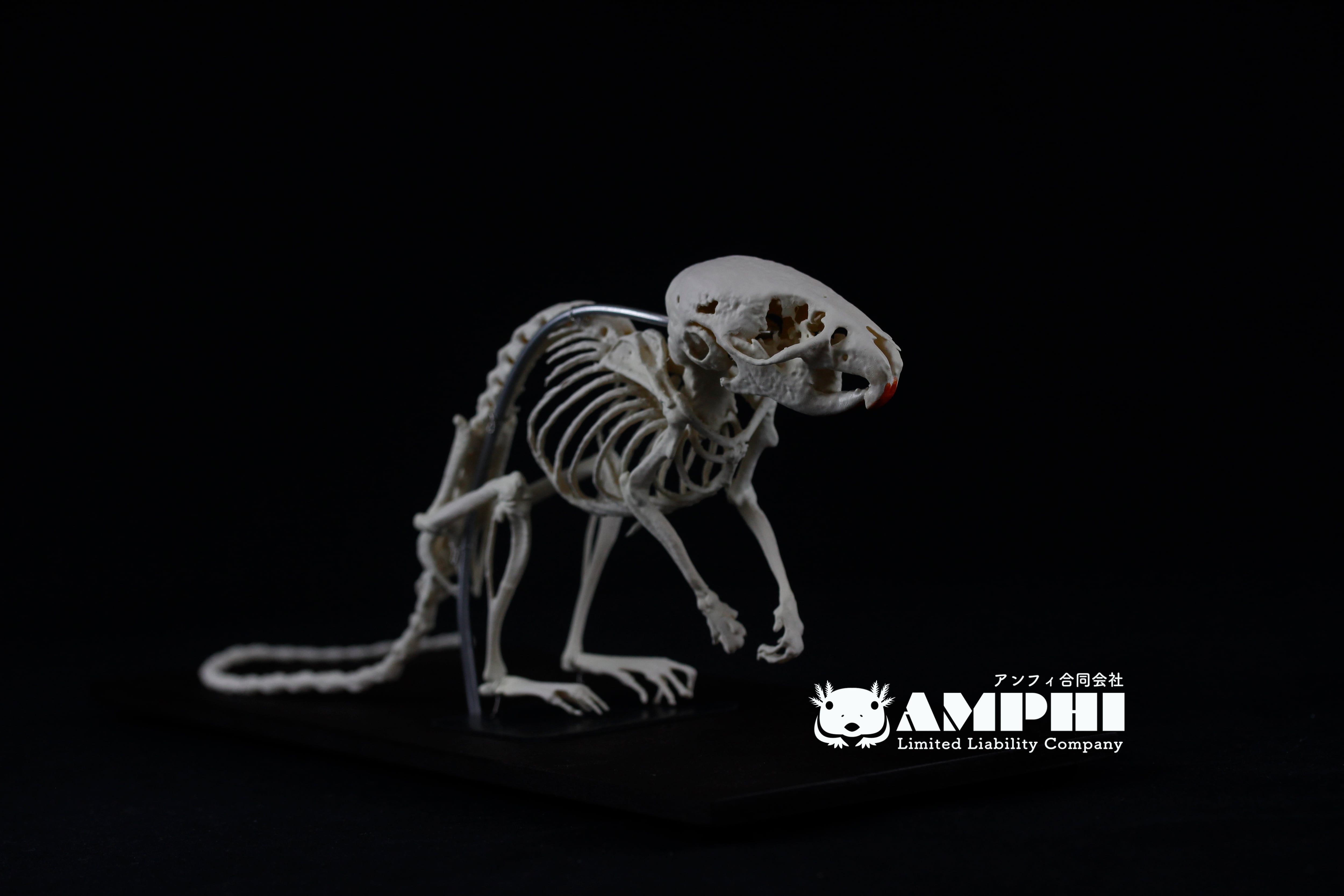 カヤネズミ 全身骨格 3倍拡大レプリカ 