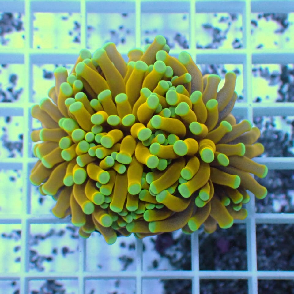 ハナサンゴ / Torch | HOUSE REEF(ハウスリーフ)サンゴ・海水魚・海藻