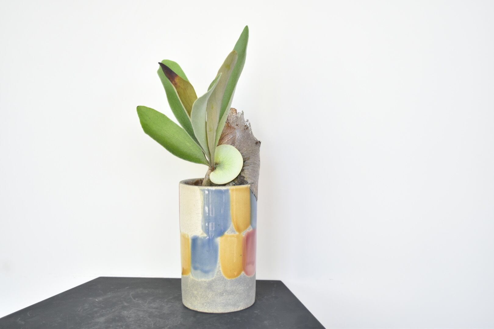 敬老の日に】ビカクシダ鉢植え/コウモリラン | Pay ID 敬老の日に】ビカクシダ鉢植え/コウモリラン | Pay ID