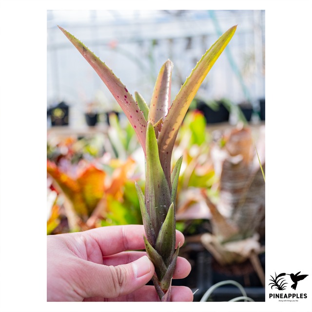 Neoregelia angustifolia x pauciflora