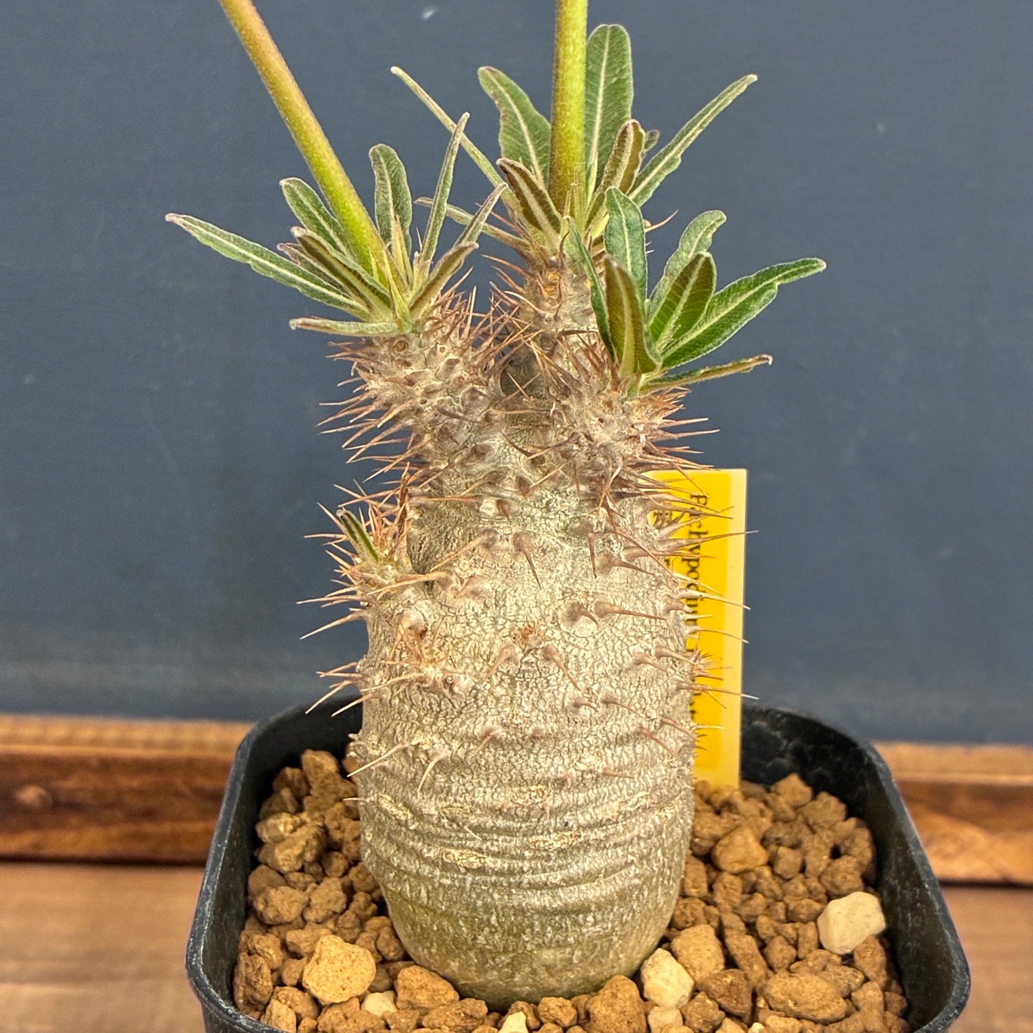 塊根植物 | PROTOLEAF プロトリーフ