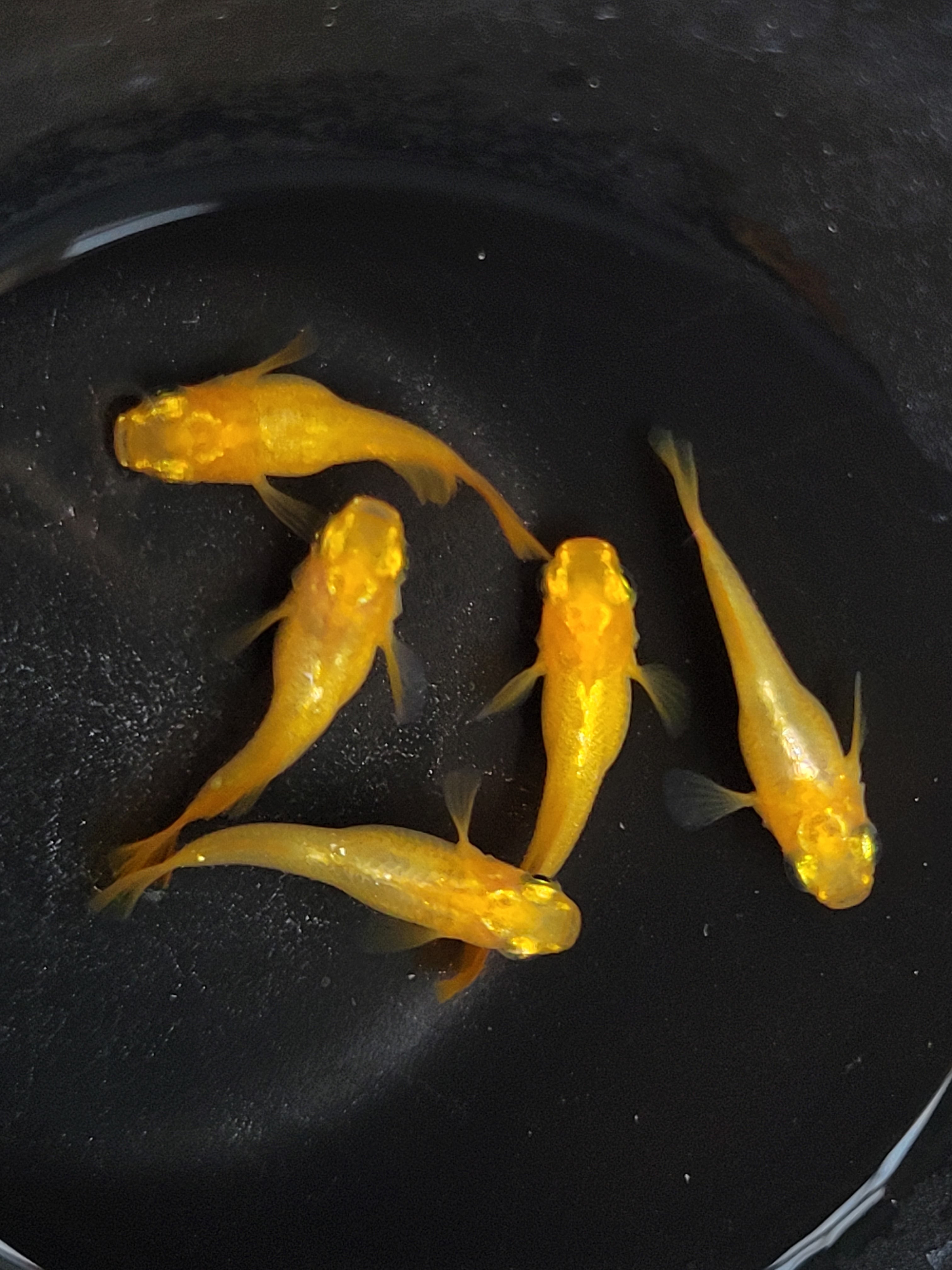 黄金の1粒 Kics レデューラ レーシング ロック＆ナット 20個 イエロー