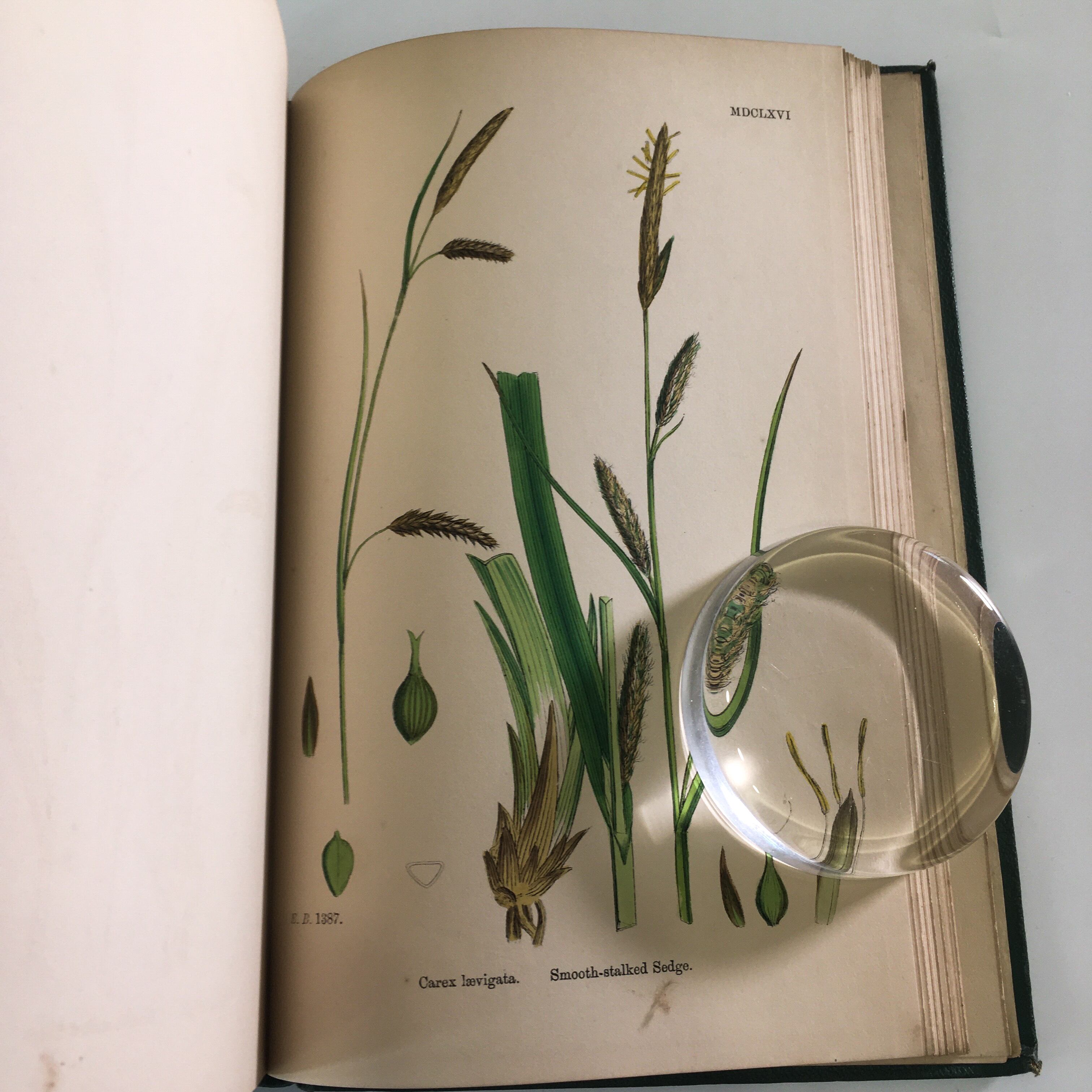 植物画 Sowerby English Botany イギリス 英国 植物図鑑 Vol 10 1870年 銅版画手彩色 カラープレート139枚 ボタニカルアート 博物画 Dclnigeria Com