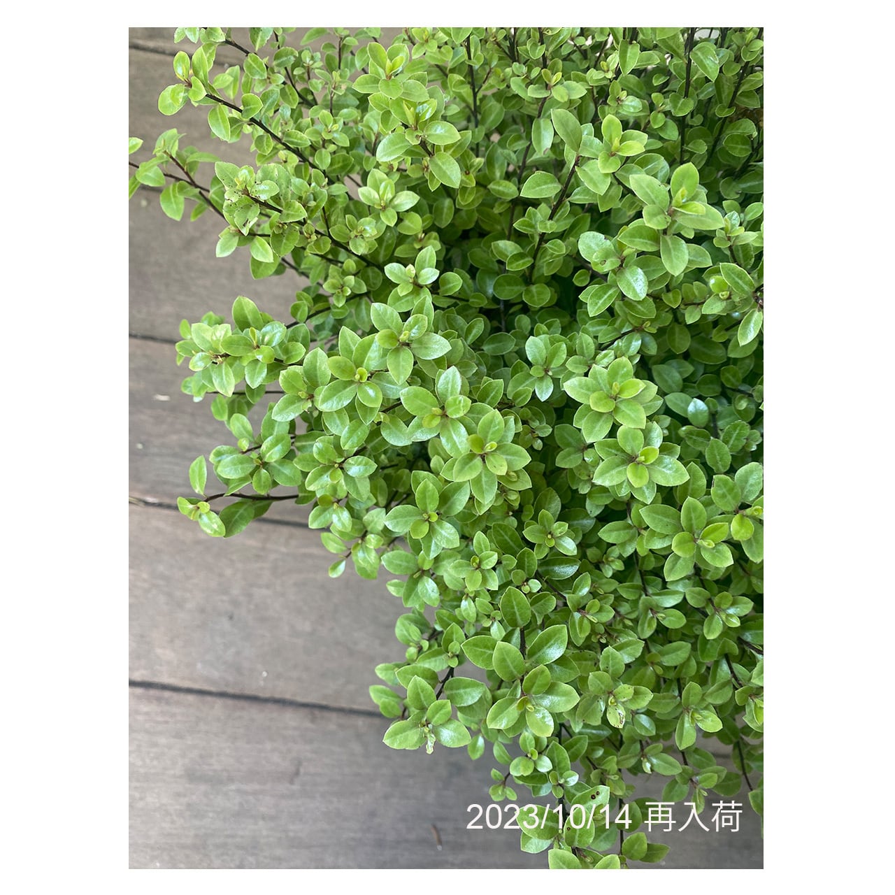 Pittosporum elfin Seeding