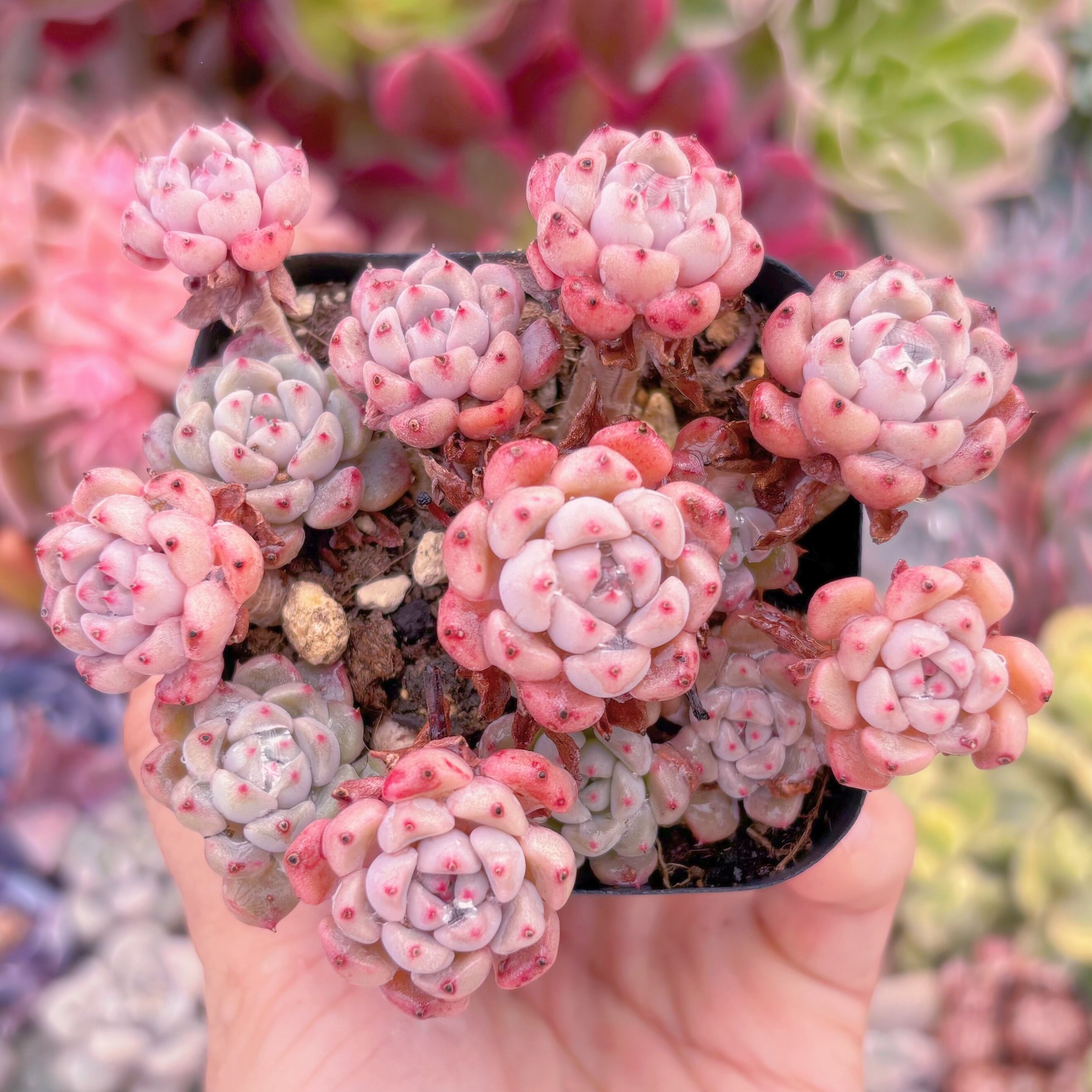 現品　スノーピーチ#568　新入荷　るる農園