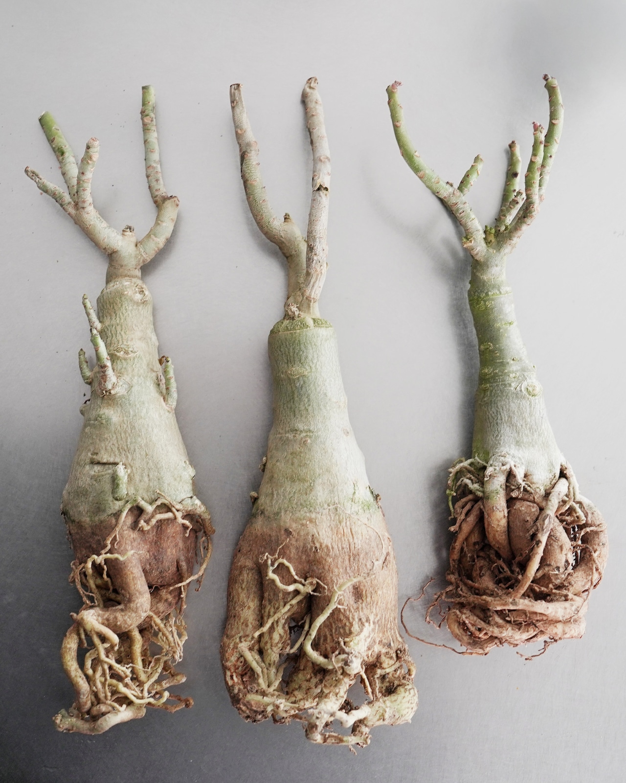 未発根苗 アデニウム シッシー 濃紫白斑 Adenium obesum 'Sissi'