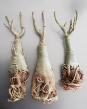 未発根苗 アデニウム シッシー 濃紫白斑 Adenium obesum 'Sissi'