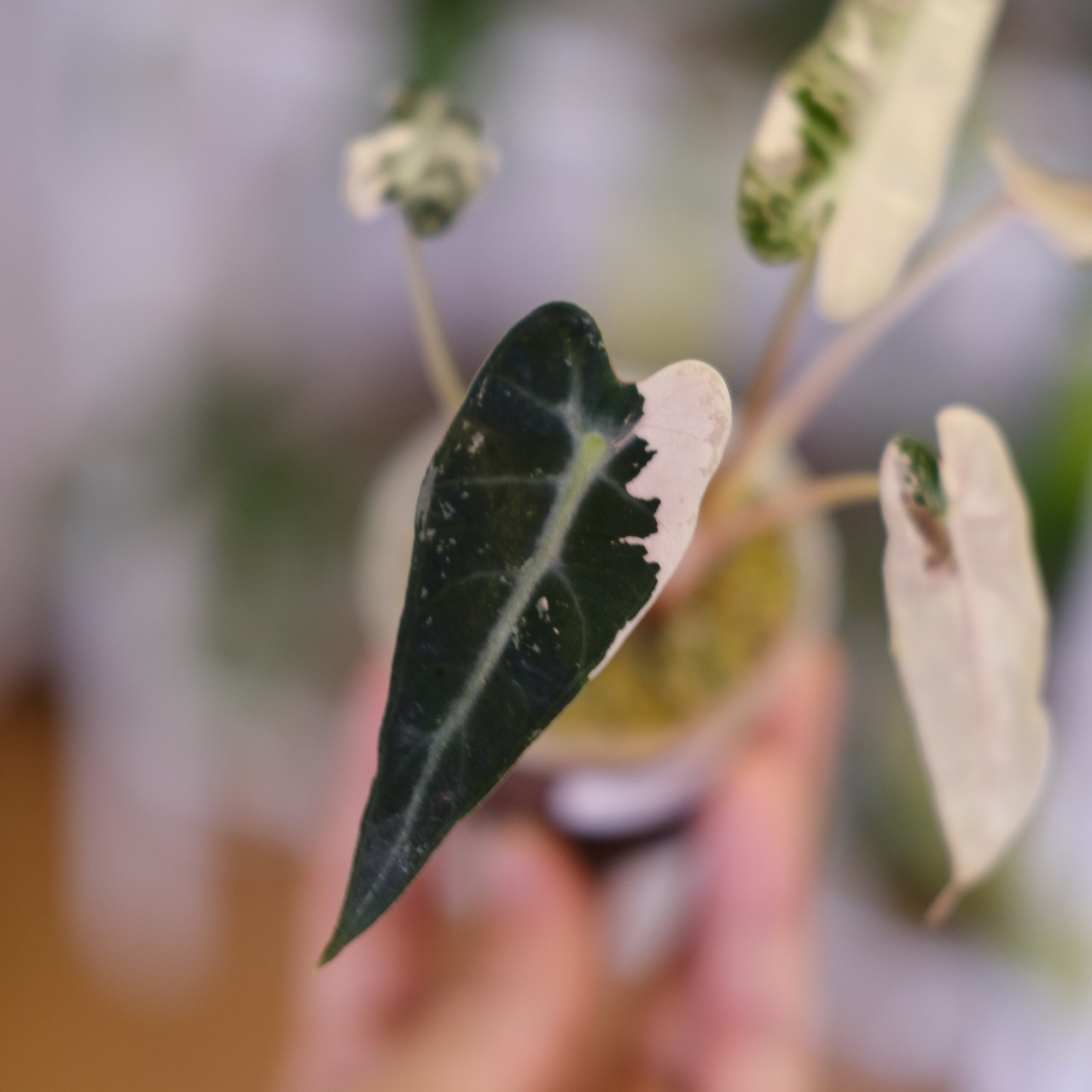 アロカシア バンビーノ ピンク/ Alocasia bambino Pink⑲│観葉植物