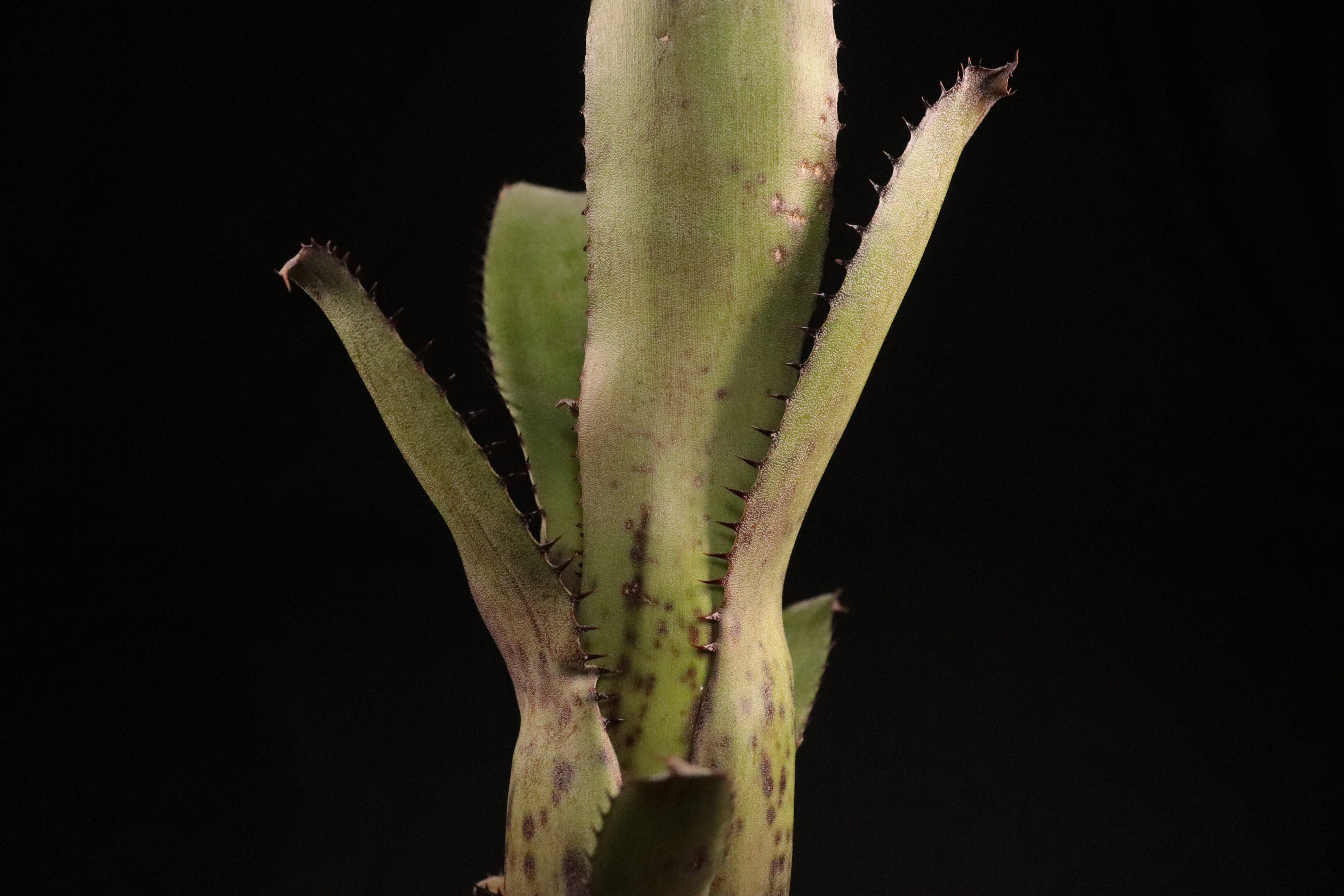 送料無料】Aechmea 'Jack'〔エクメア〕現品発送A0061 | plane plants