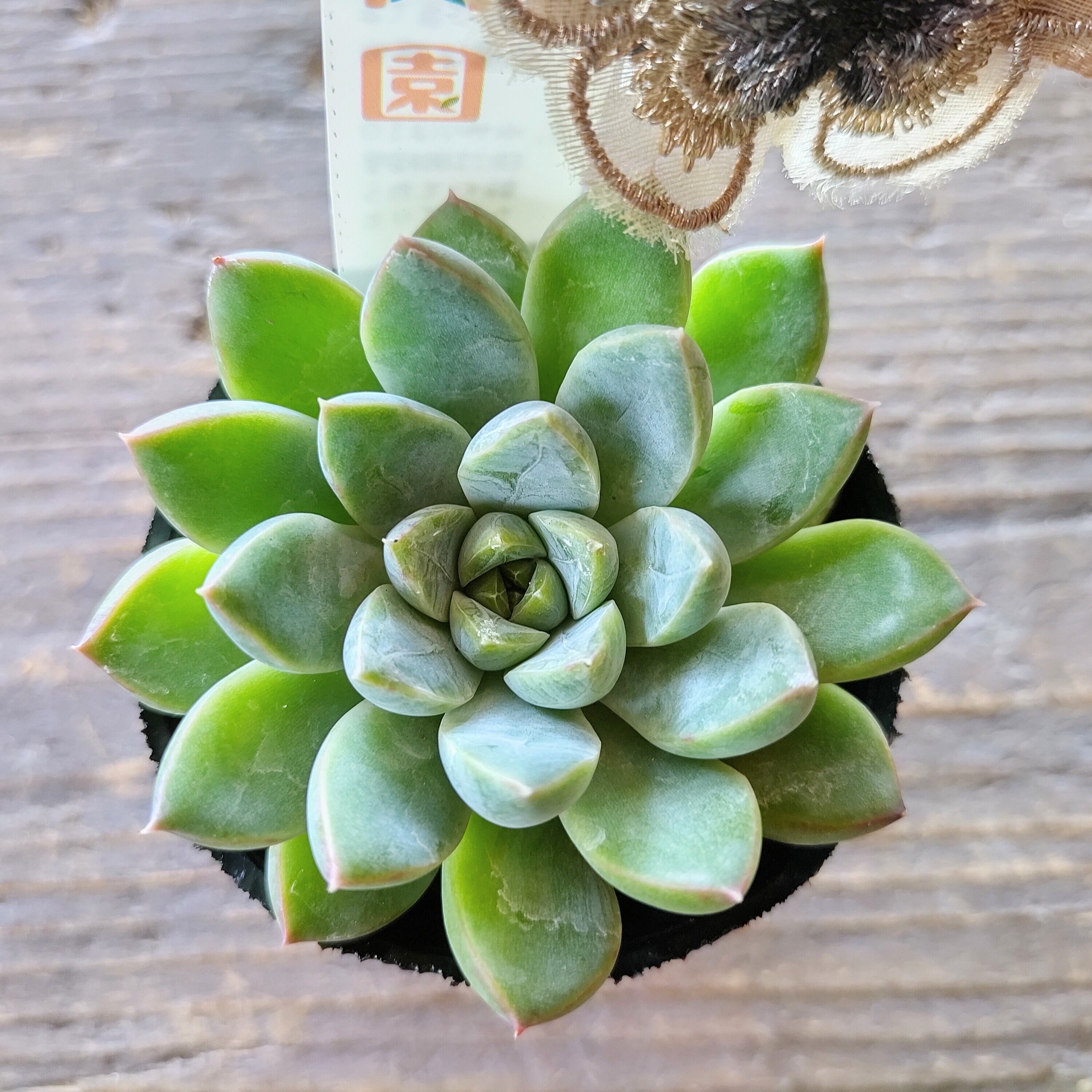 ⭕大型サイズ⭕アガベ⭕ドゥランゲンシス⭕ ⭕大型サイズ⭕アガベ⭕ドゥランゲンシス⭕ 観葉植物