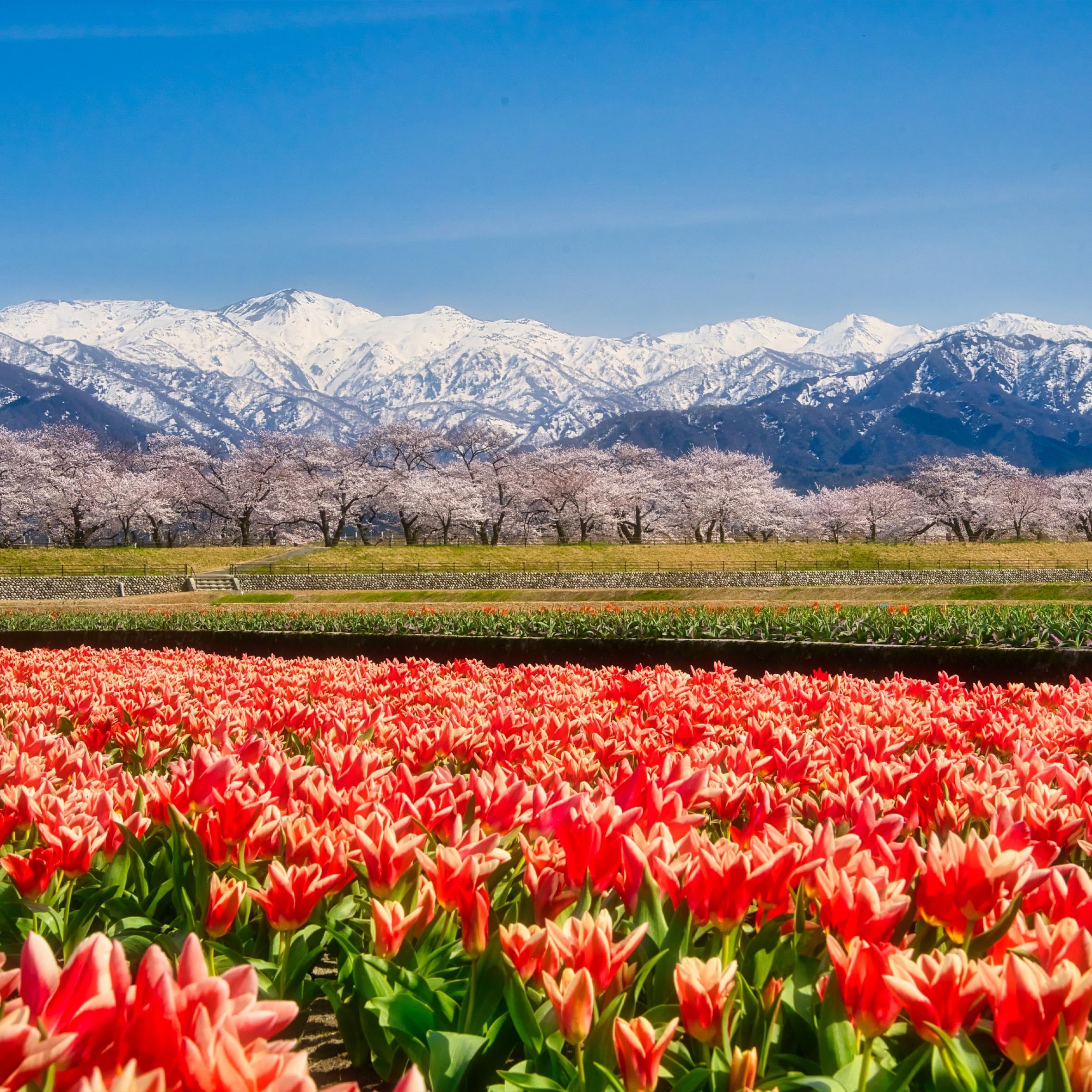 【富山百景シリーズ】Spring Quartet Tシャツ【朝日町】