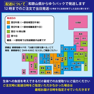 【1ペア】　龍鱗　　　無限めだか様直系　