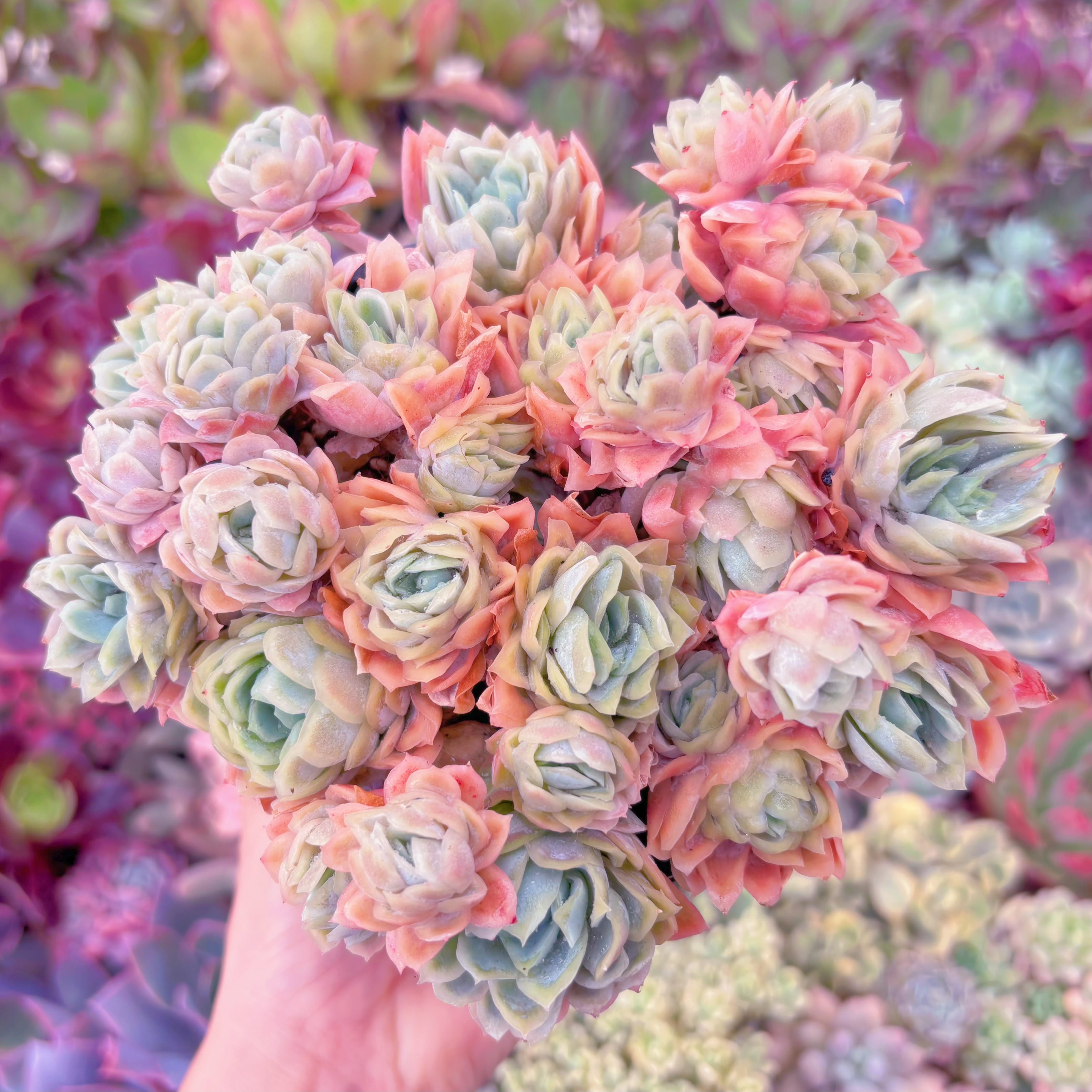 現品　クィーンローズ覆輪錦#C02　大群生　新入荷