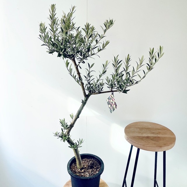 【一点もの】SOUJU オリーブ セントキャサリン 一点もの 観葉植物 calm cafe