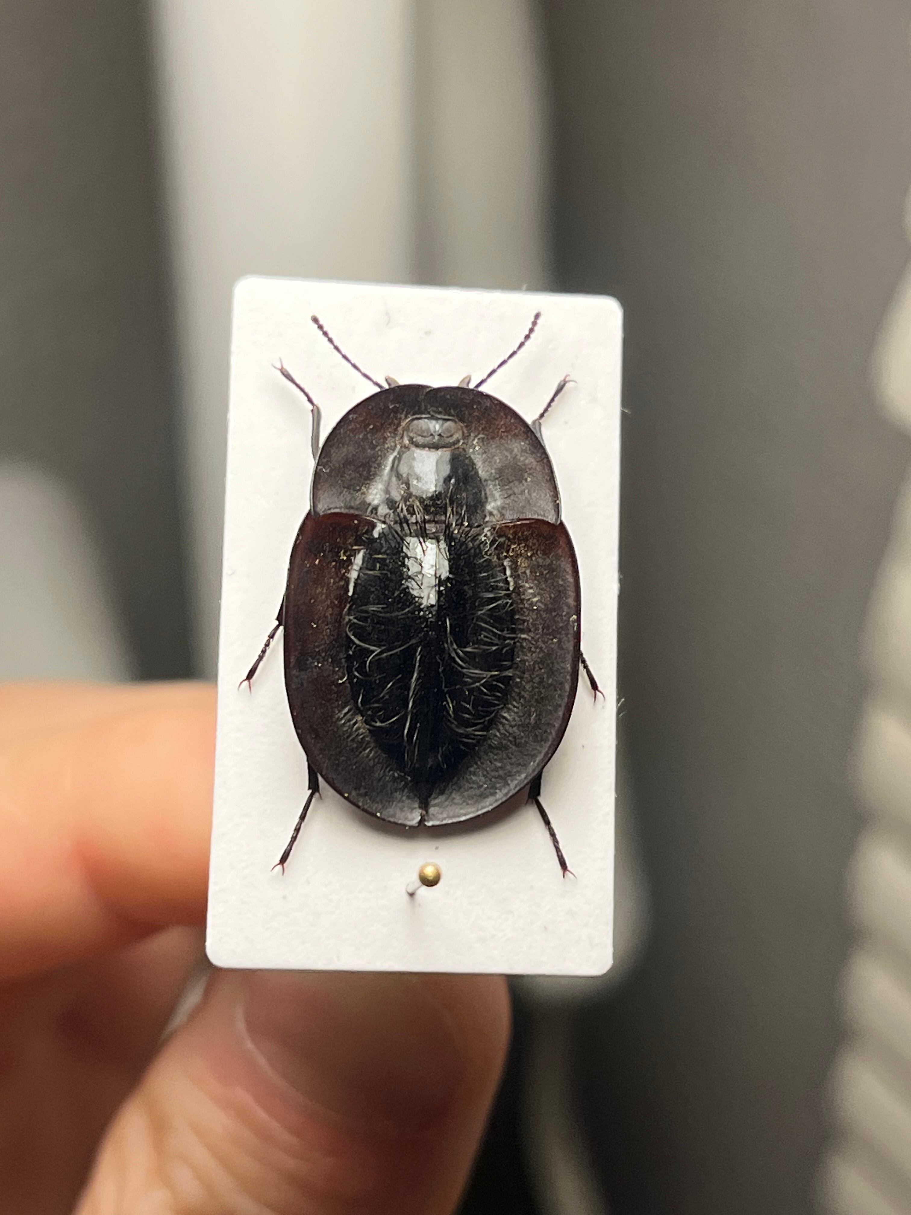 【属内最高峰】パイザラゴミムシ 巨大 昆虫標本 標本 甲虫 オサムシ ハンミョウ 属内最高峰】パイザラゴミムシ 巨大 昆虫標本 標本 甲虫 オサムシ
